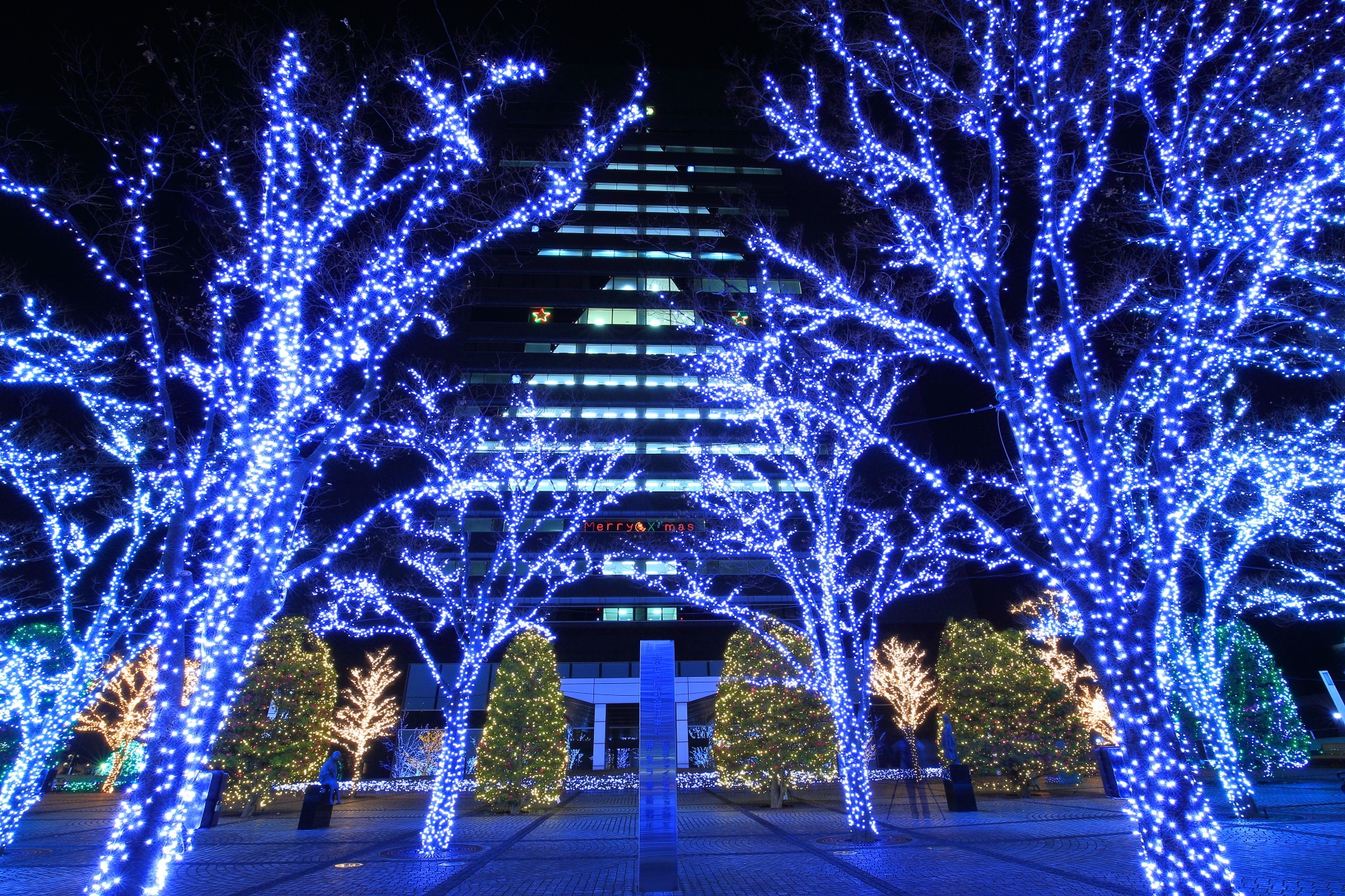 京セラ本社の素晴らしいイルミネーションとクリスマスツリー