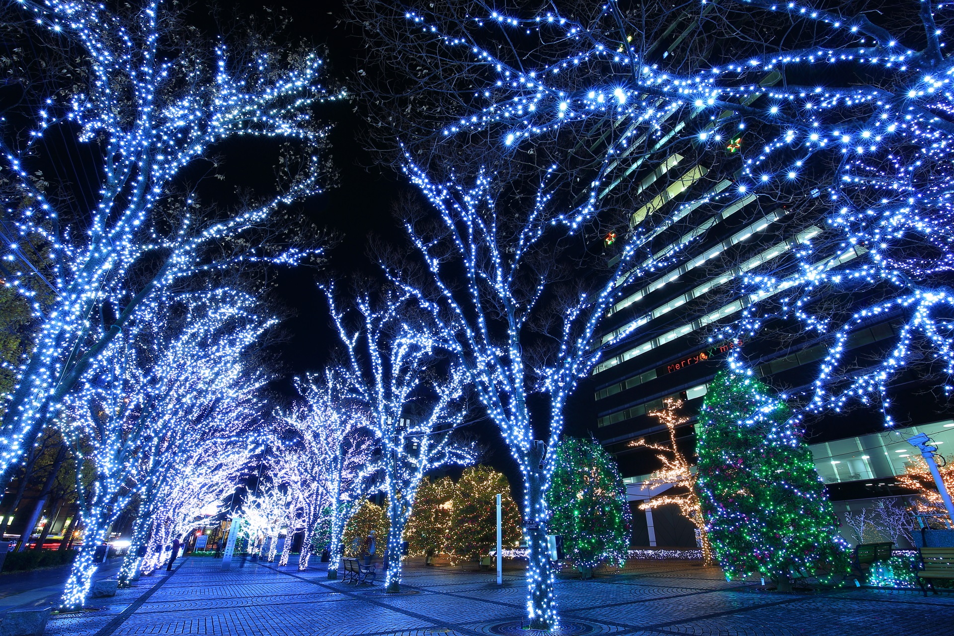 京セラ本社イルミネーション 幻想的な光の森と巨大クリスマスツリー 京都もよう Kyoto Moyou