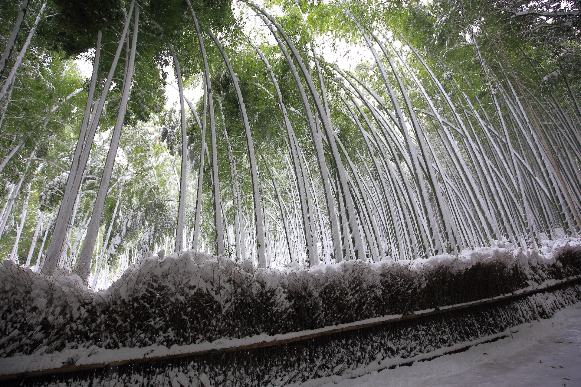 雪が積もった神秘的な嵯峨野の竹林の道