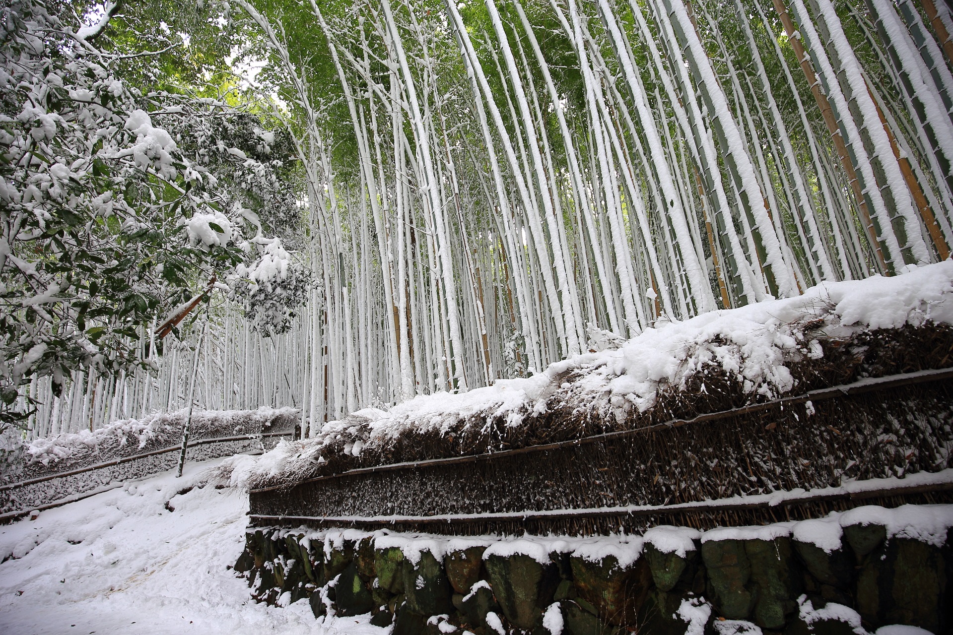 いろんな雪景色が楽しめる竹林の道
