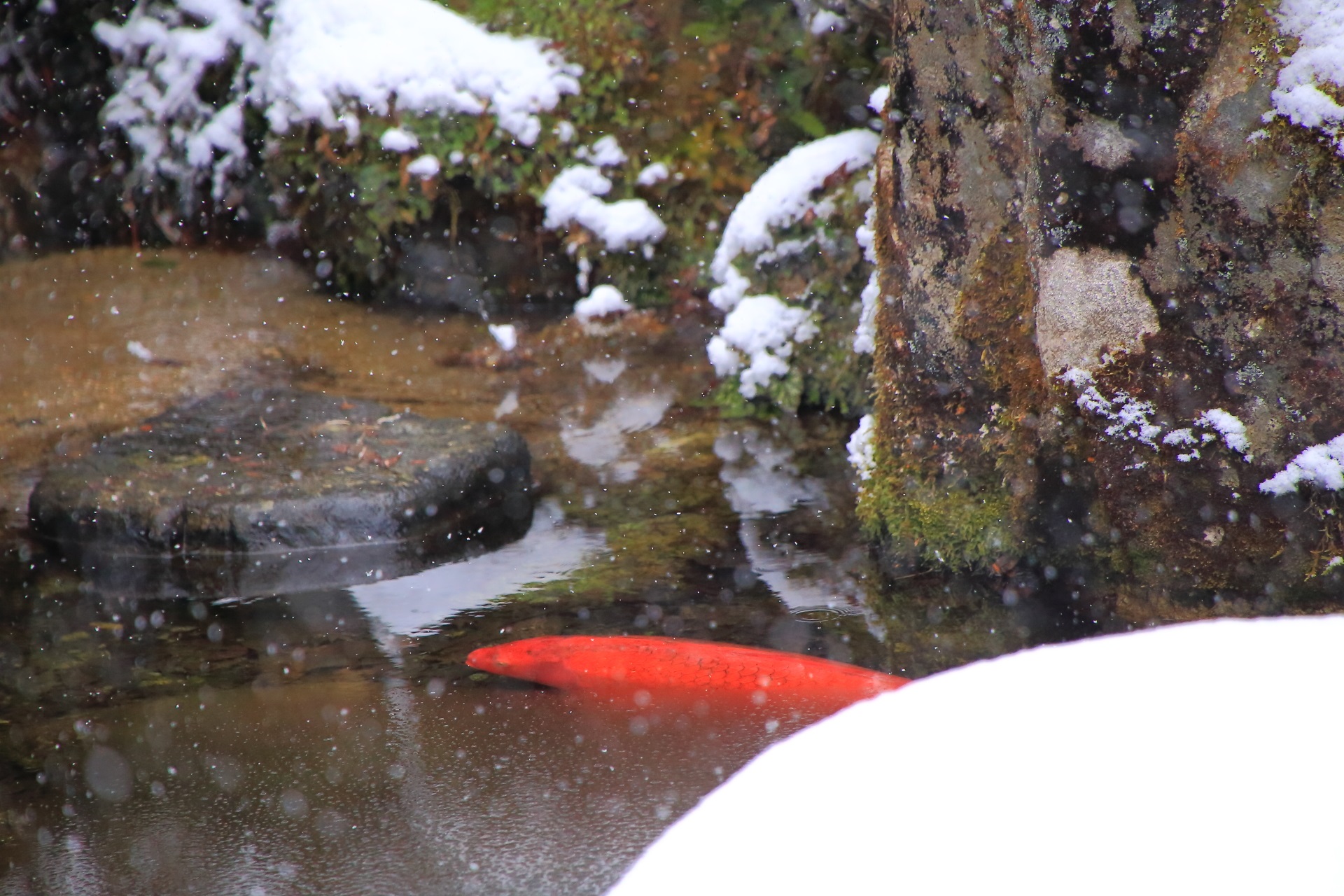 冬の実光院の雪と氷の池に泳ぐ鯉