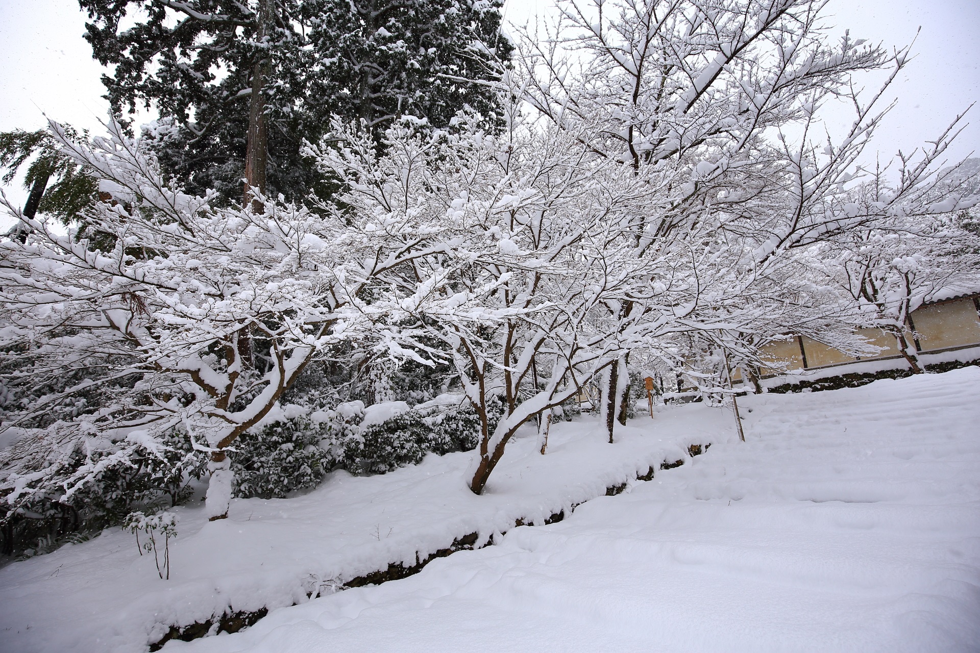 枝に積もる芸術的な雪