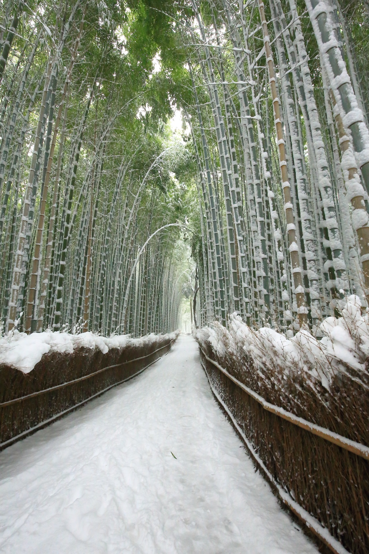Kyoto Arashiyama bamboo grove snowy landscape