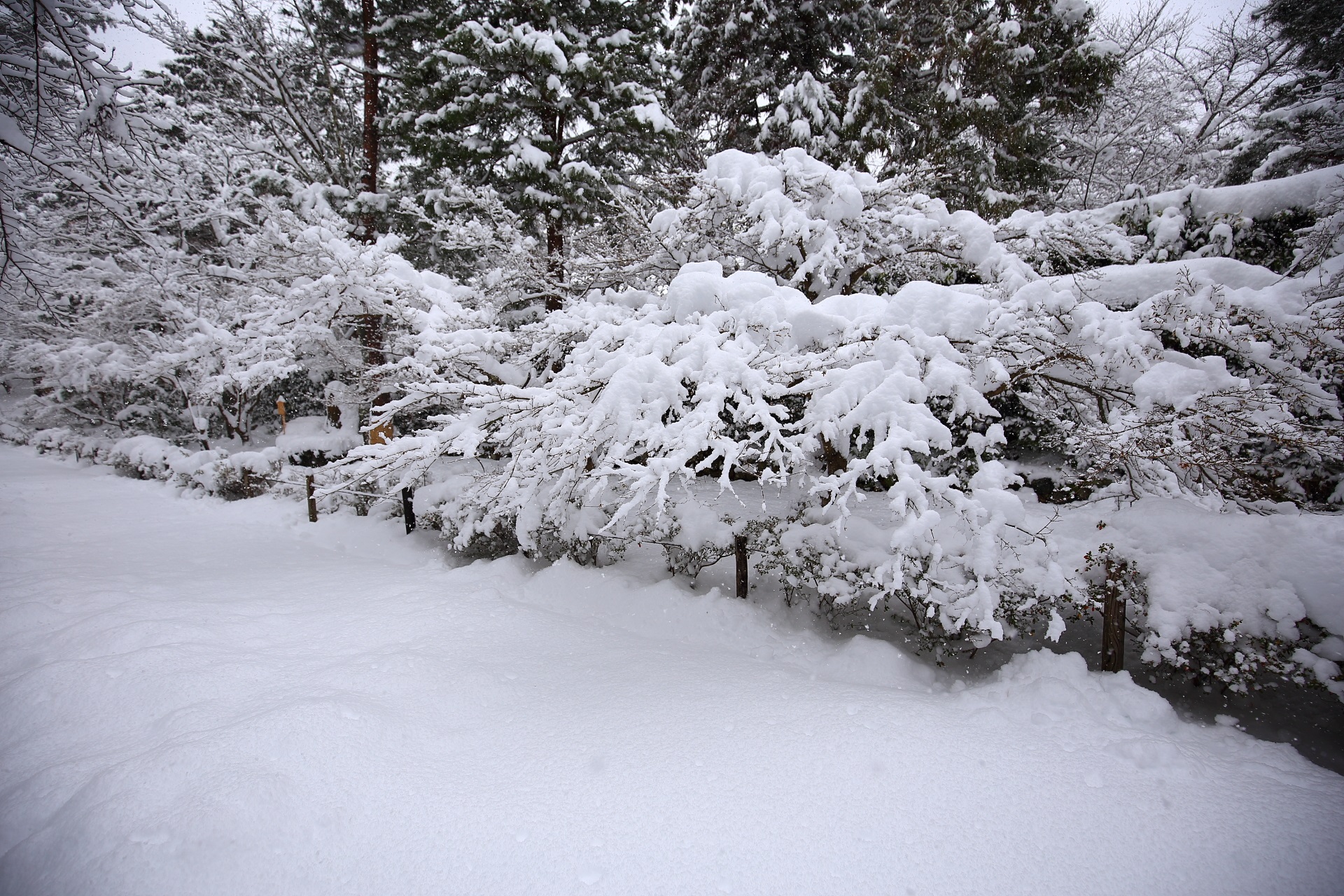 高画質 写真 二尊院 雪