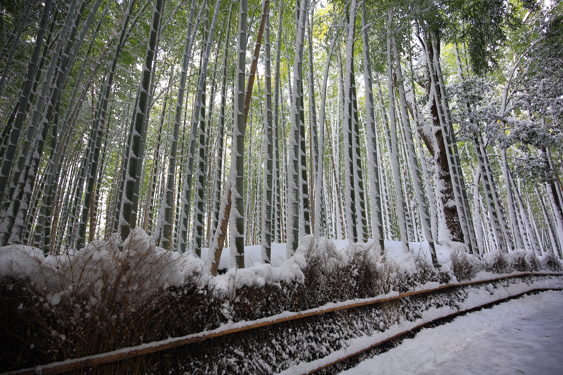 竹の表面にも雪が積もった嵯峨野の竹林