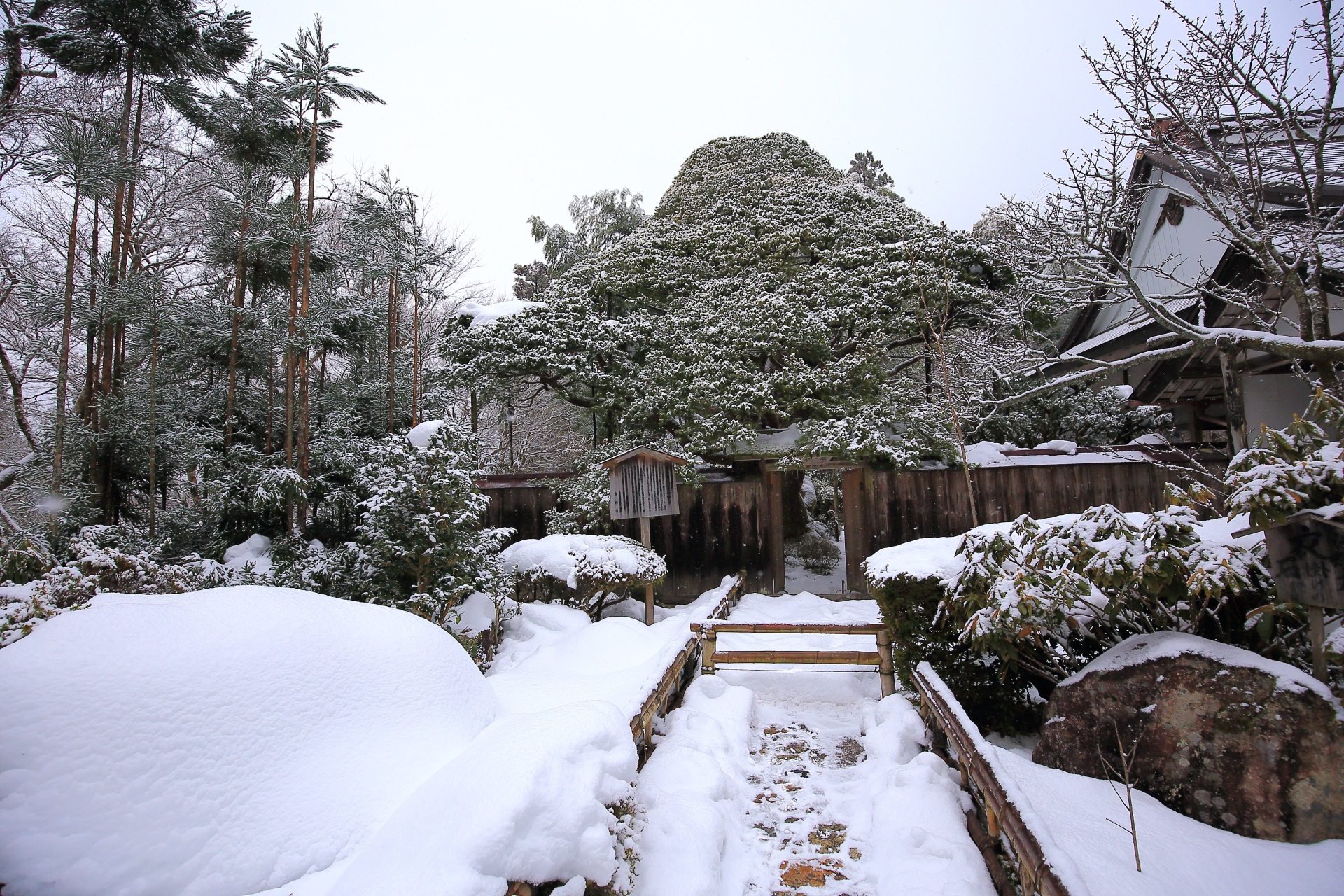 五葉松の雪景色