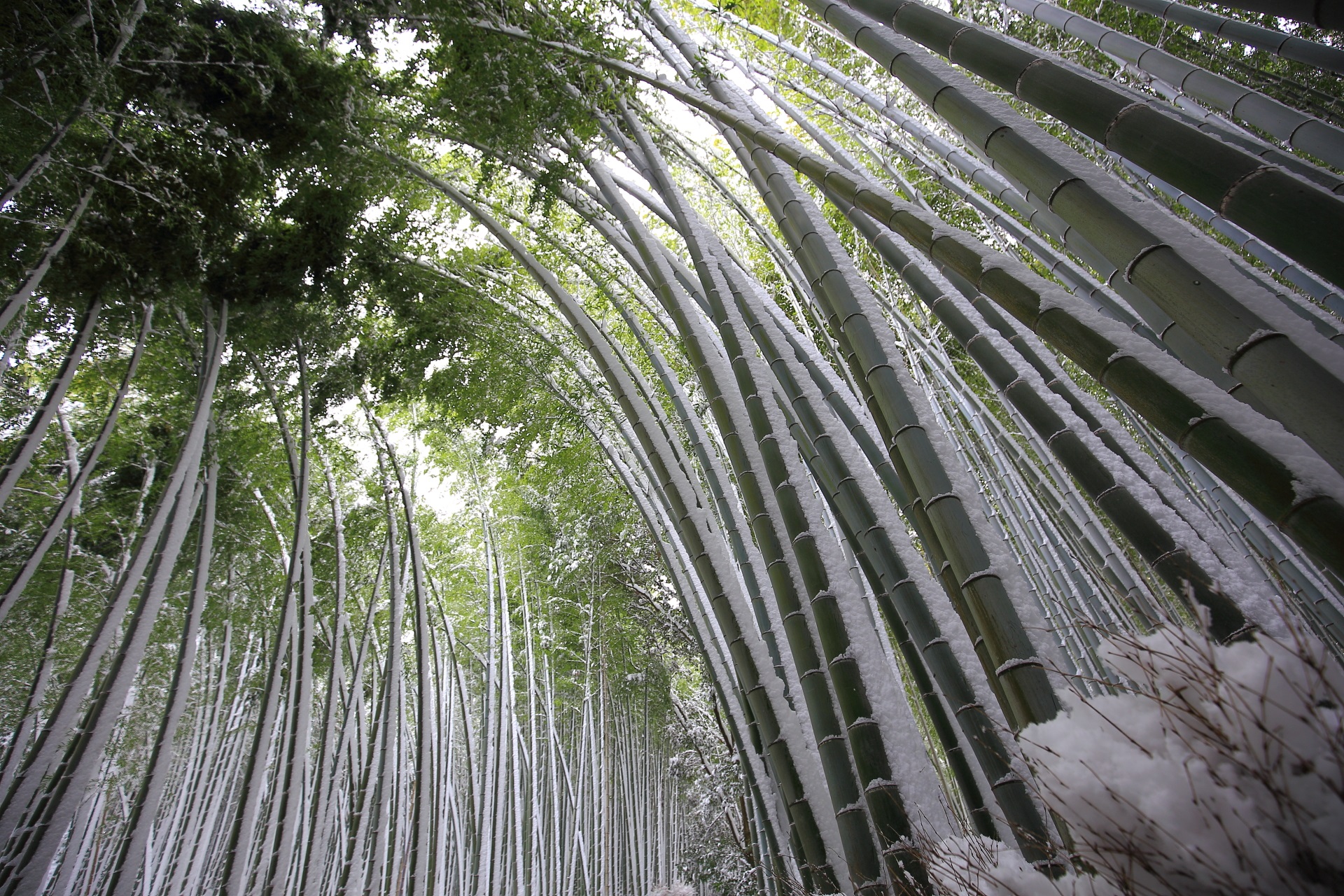 嵐山の雪の重みでしなる竹