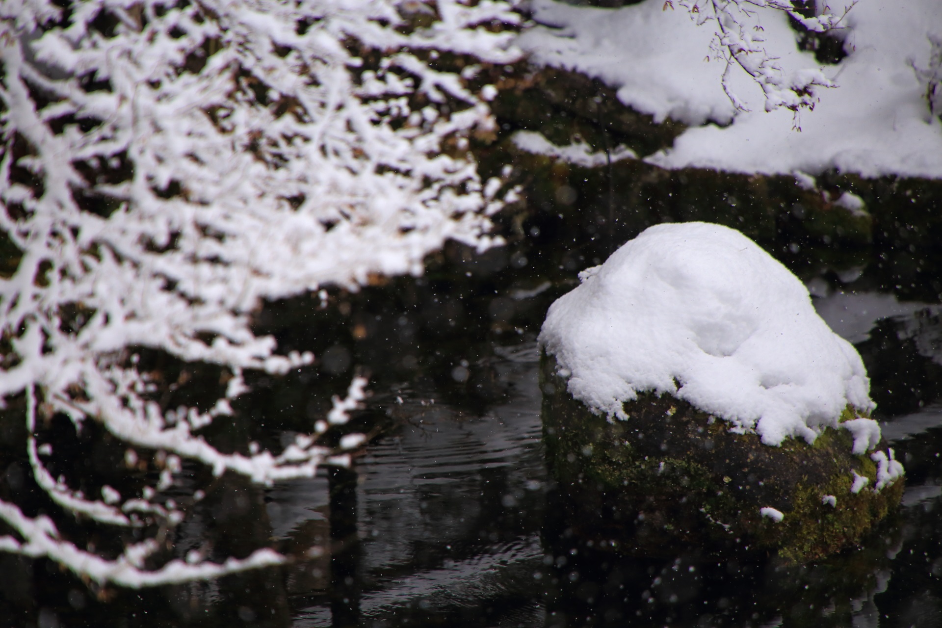 白い雪に覆われた大原の勝林院