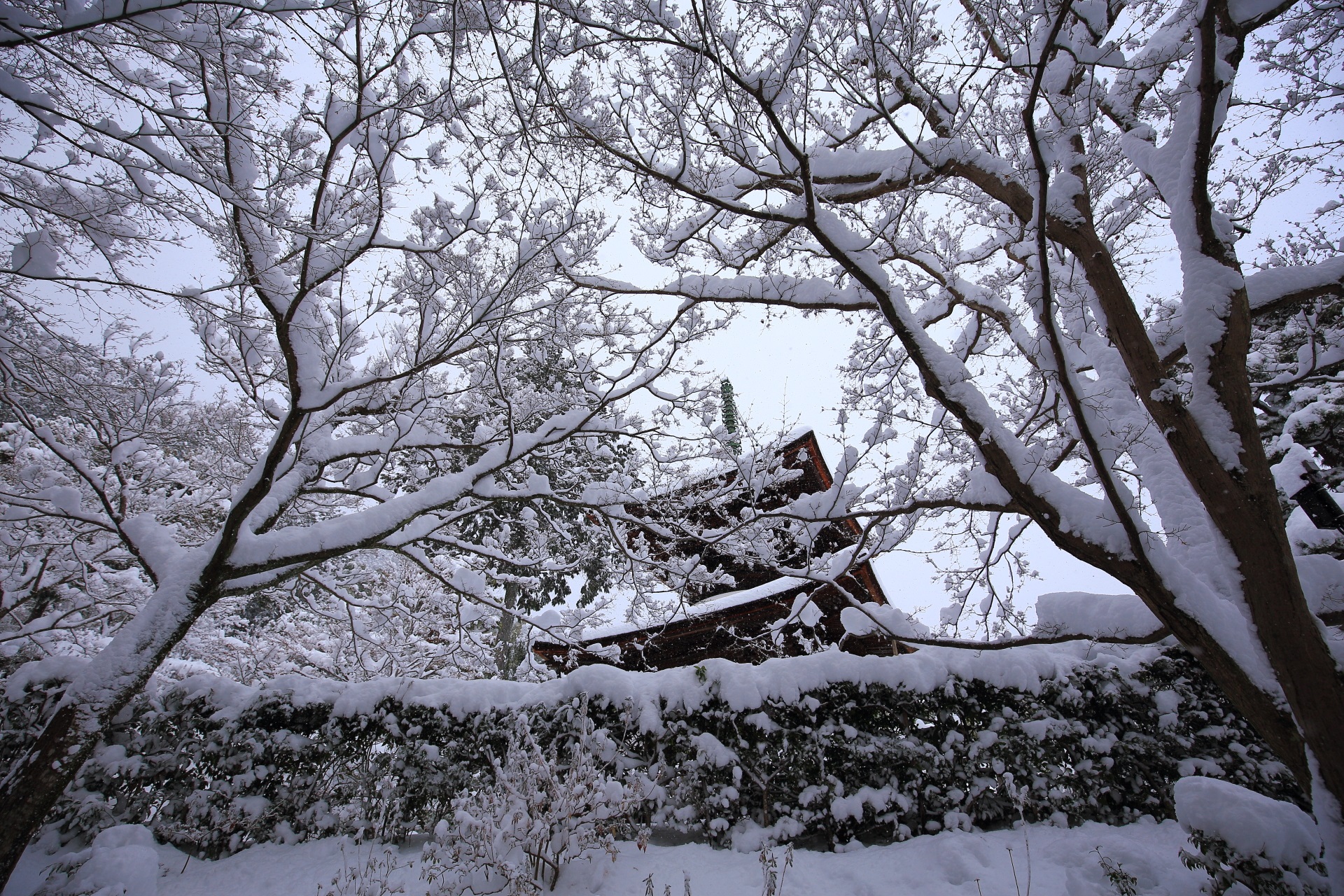 見事な枝に積もった雪と宝塔