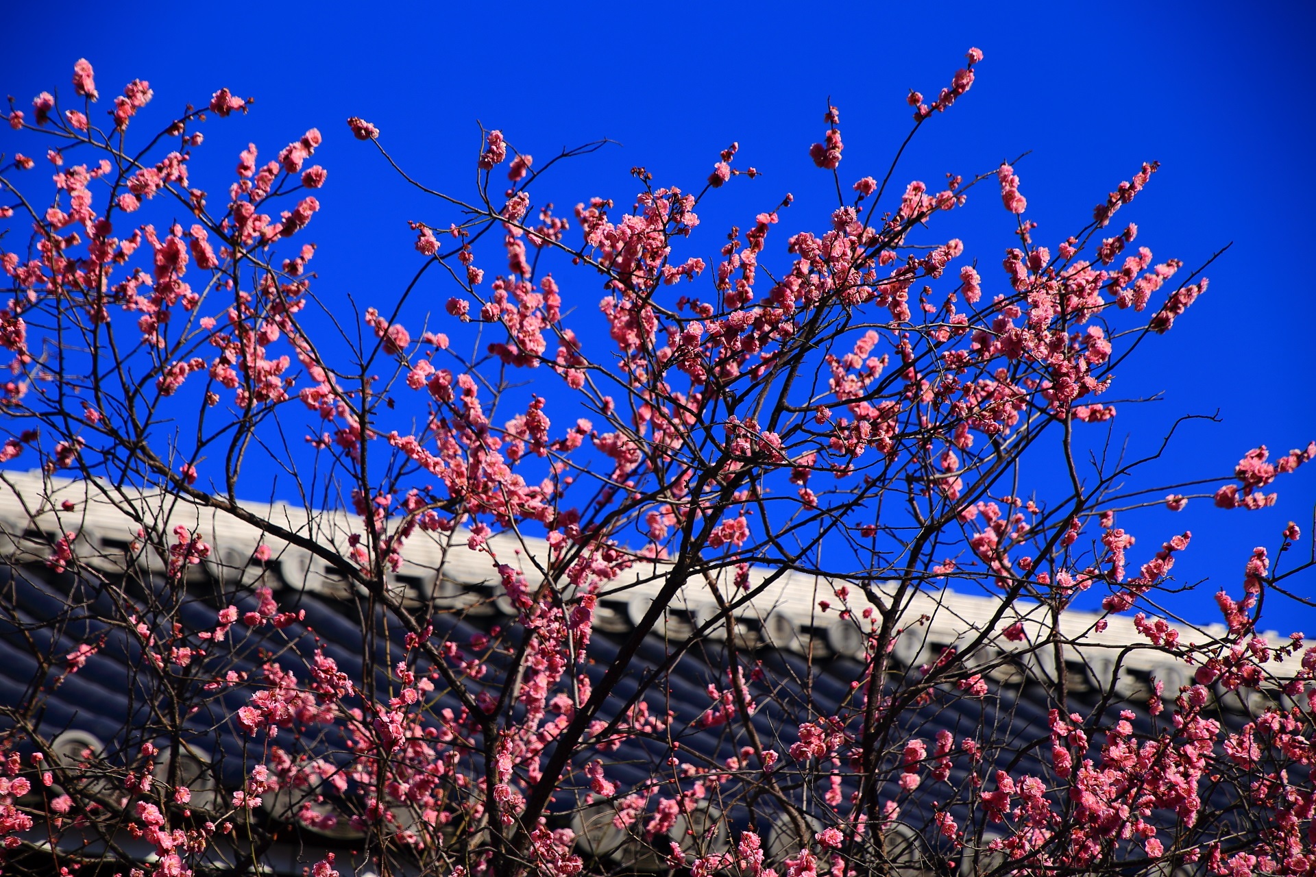 興正寺の満開のピンクの梅の花