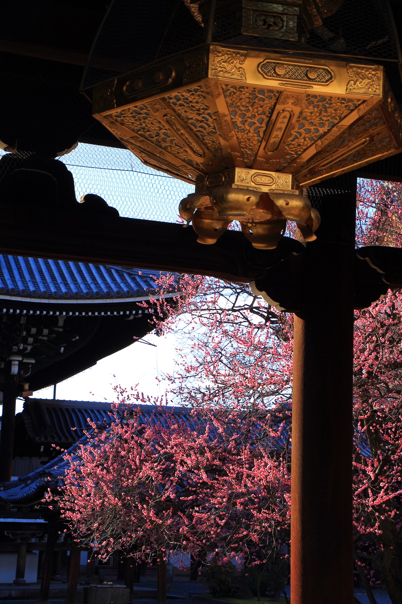 興正寺の春先の見事な彩りと絵になる情景