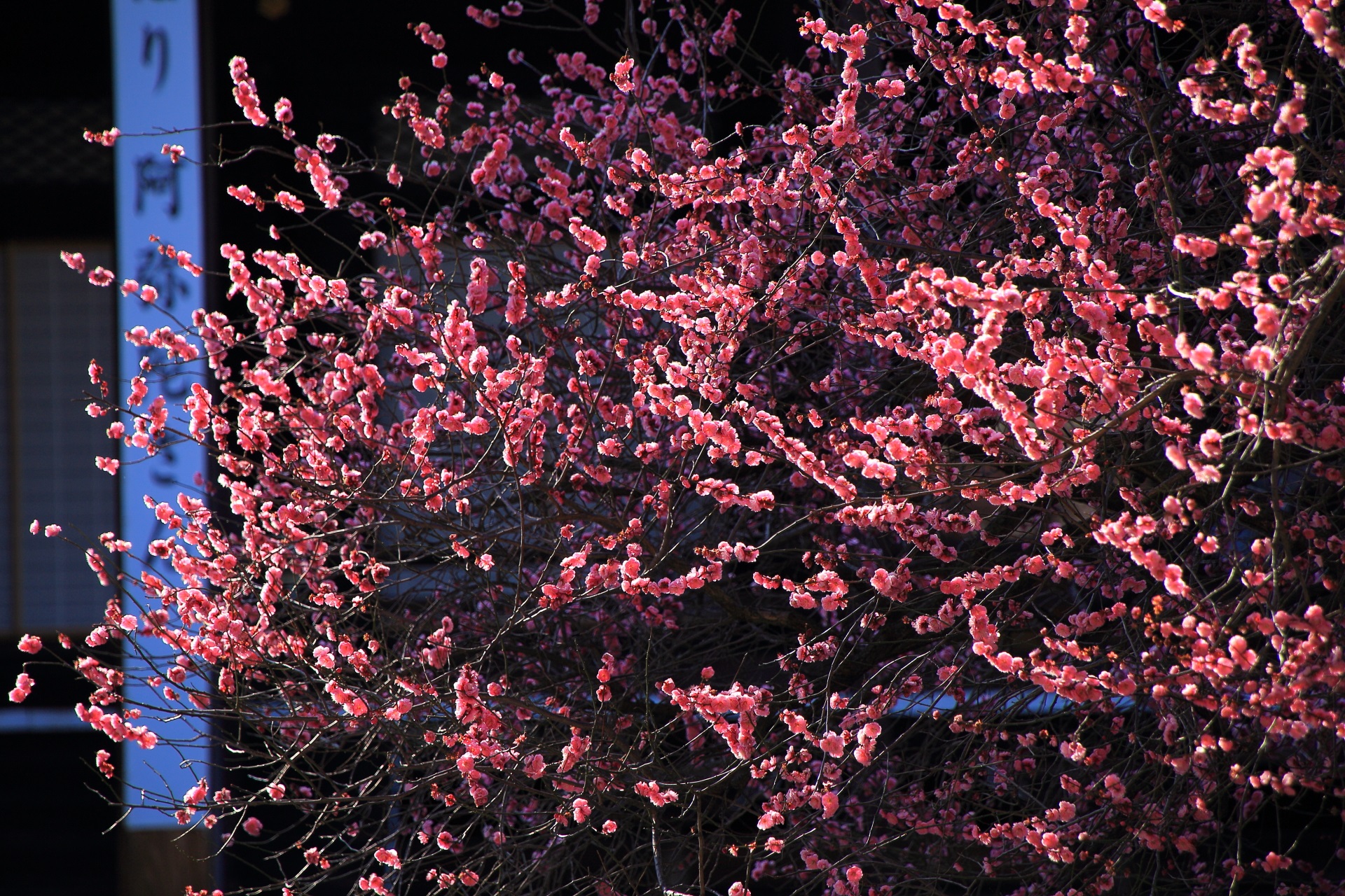 光るピンクの梅の花
