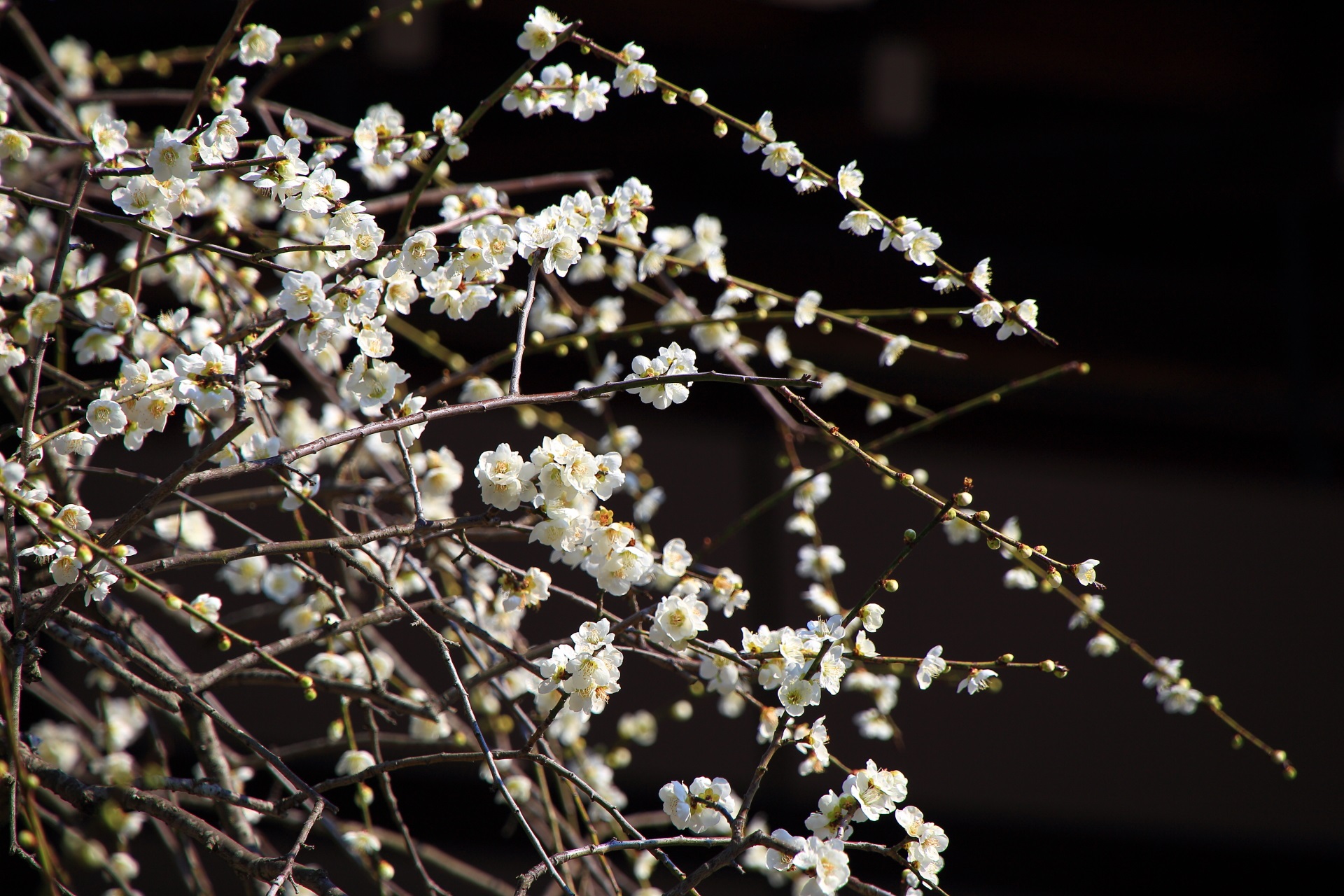 華やかな白い梅の花