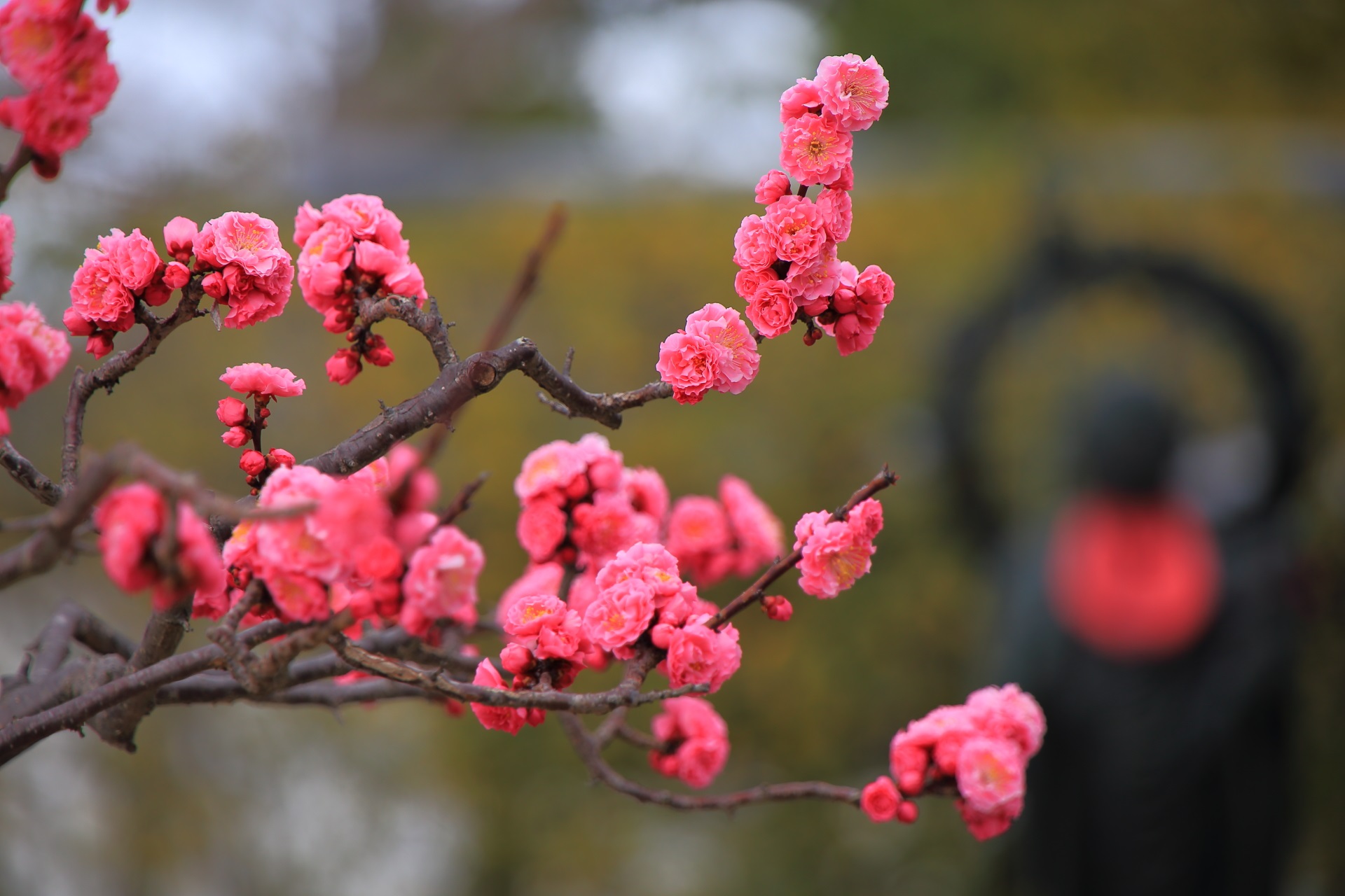 Kyoto Chisyakuin-Temple plumblossom