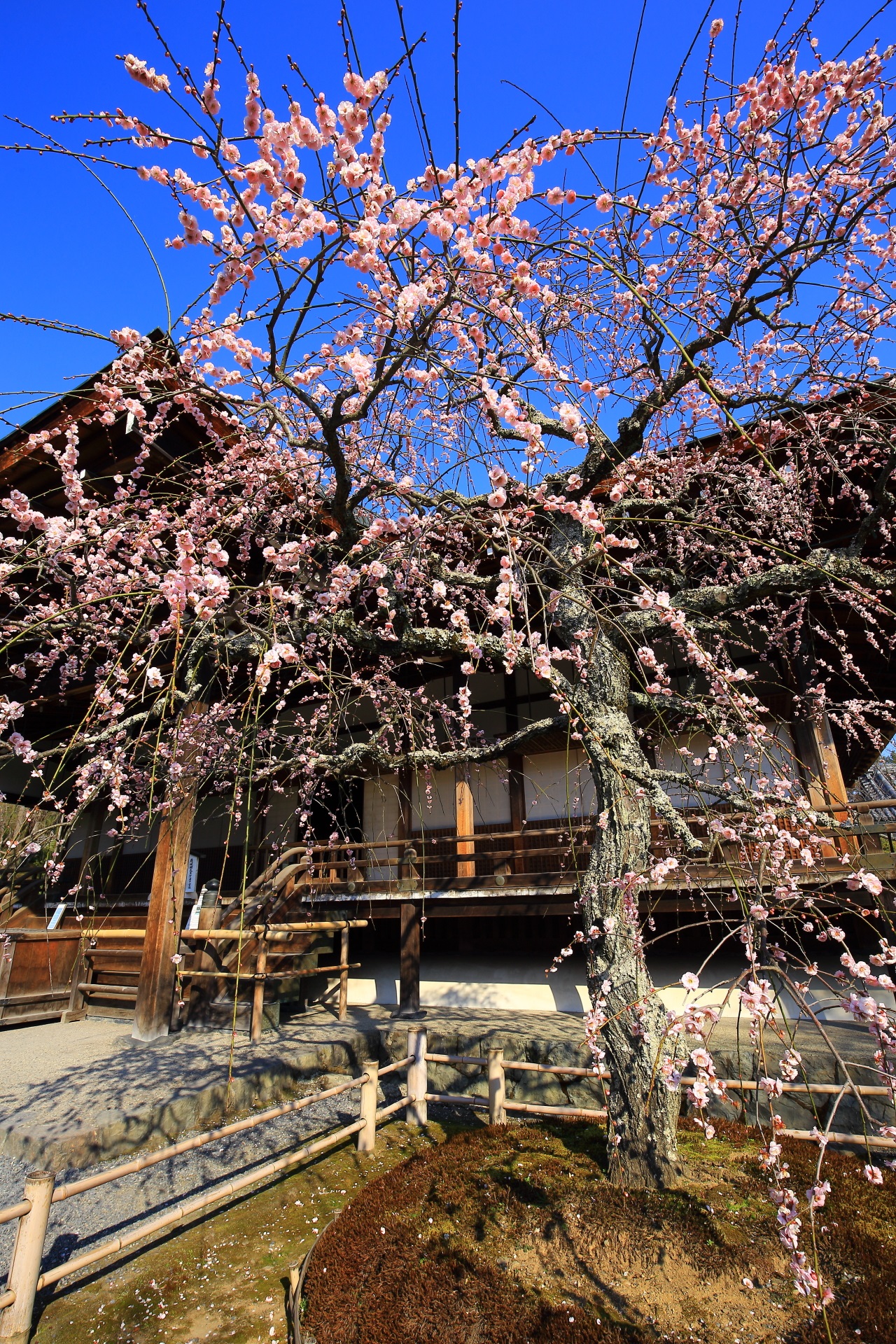 Kyoto Tenryu-ji Temple plumblossom