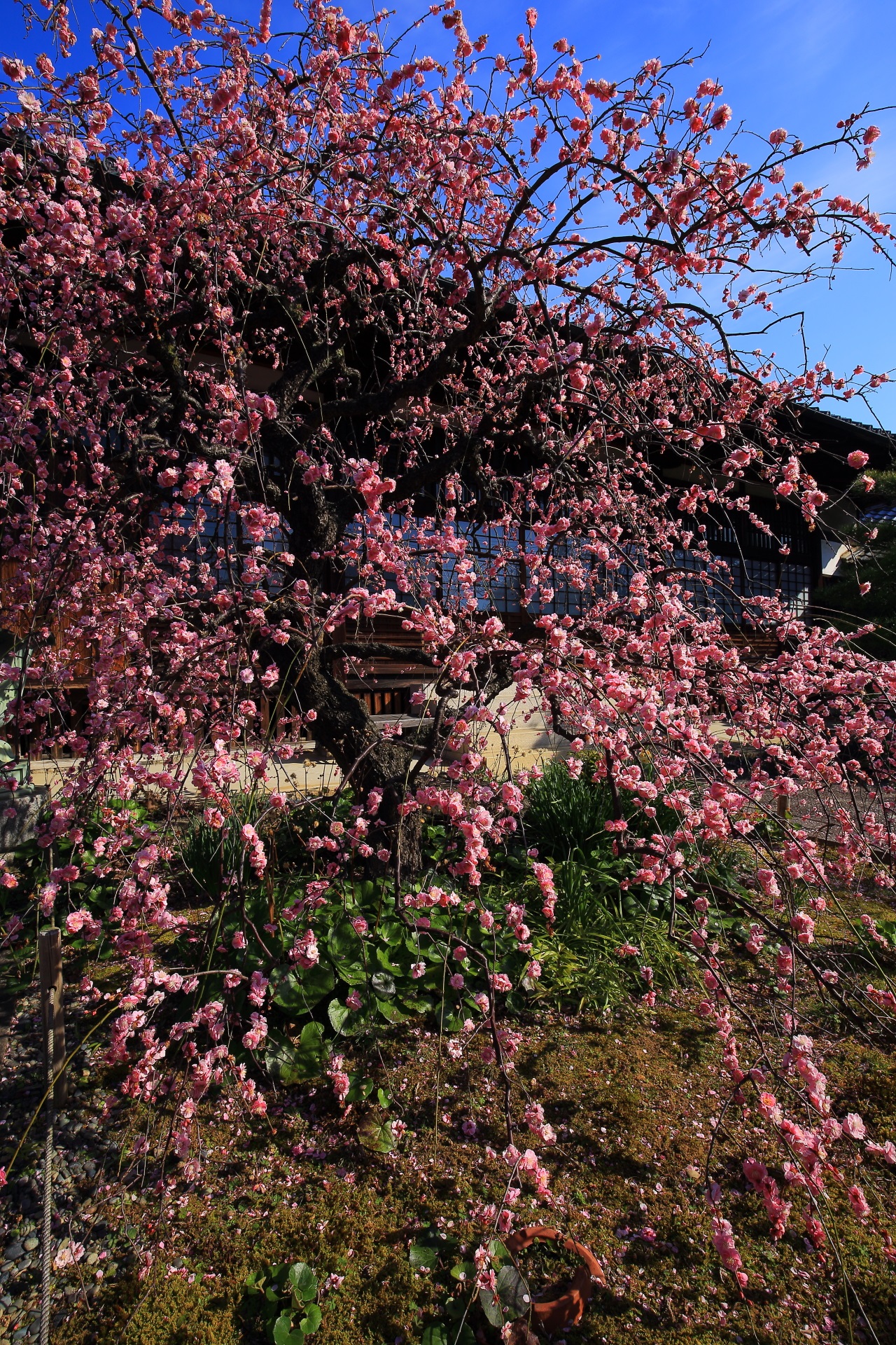 Kyoto Yushoji-Temple plumblossom