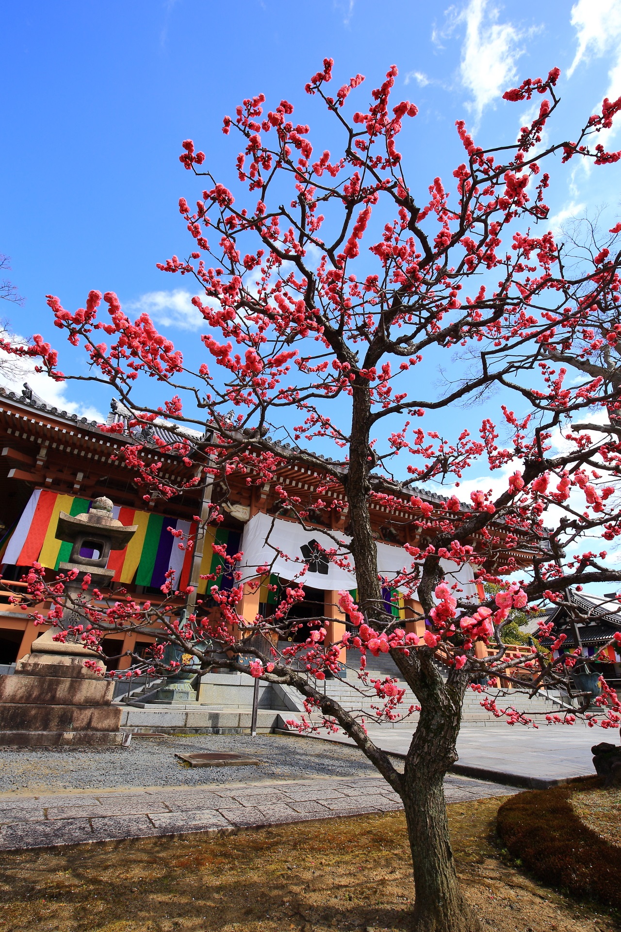 plumblossom Chisyakuin Temple in Kyoto,Japan