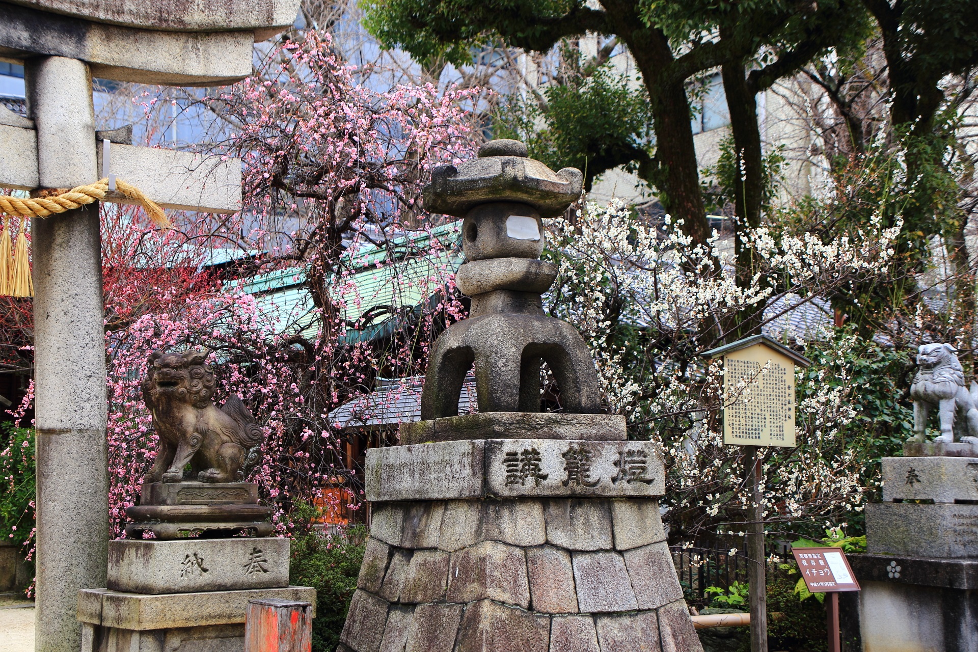 菅大臣神社の鳥居付近のしだれ梅や白梅