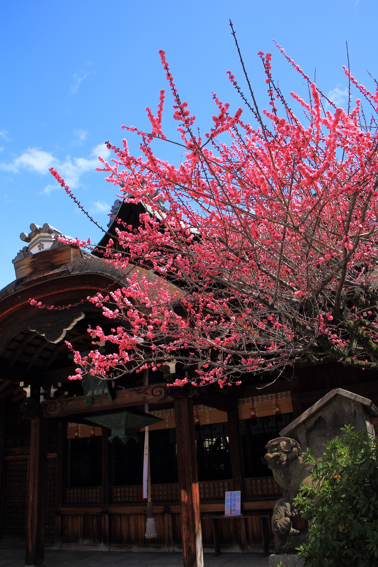 Kandaijin-jinja shrine plumblossom in Kyoto