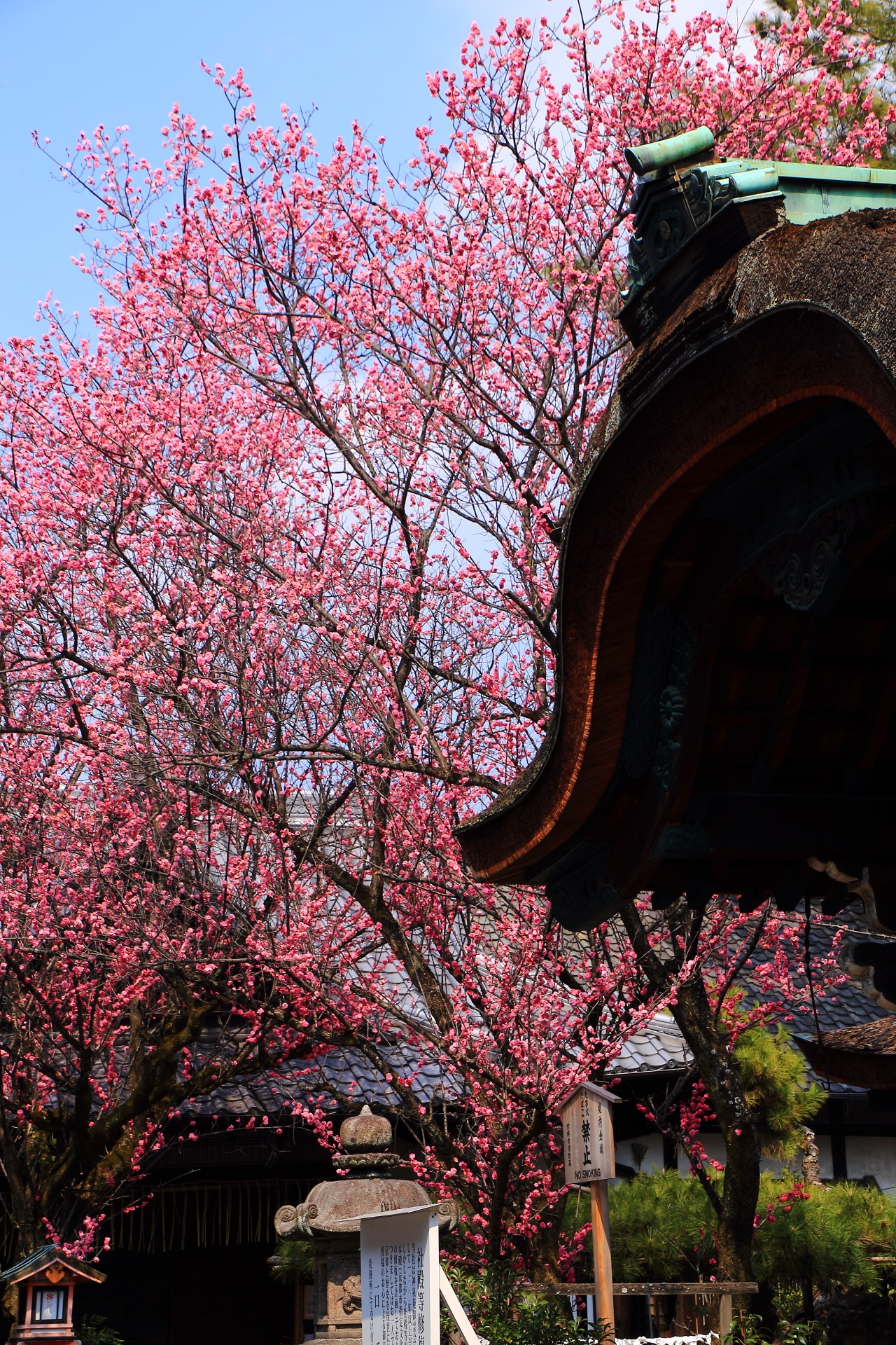 plumblossom Shimogoryojinja-shrine in Kyoto,Japan