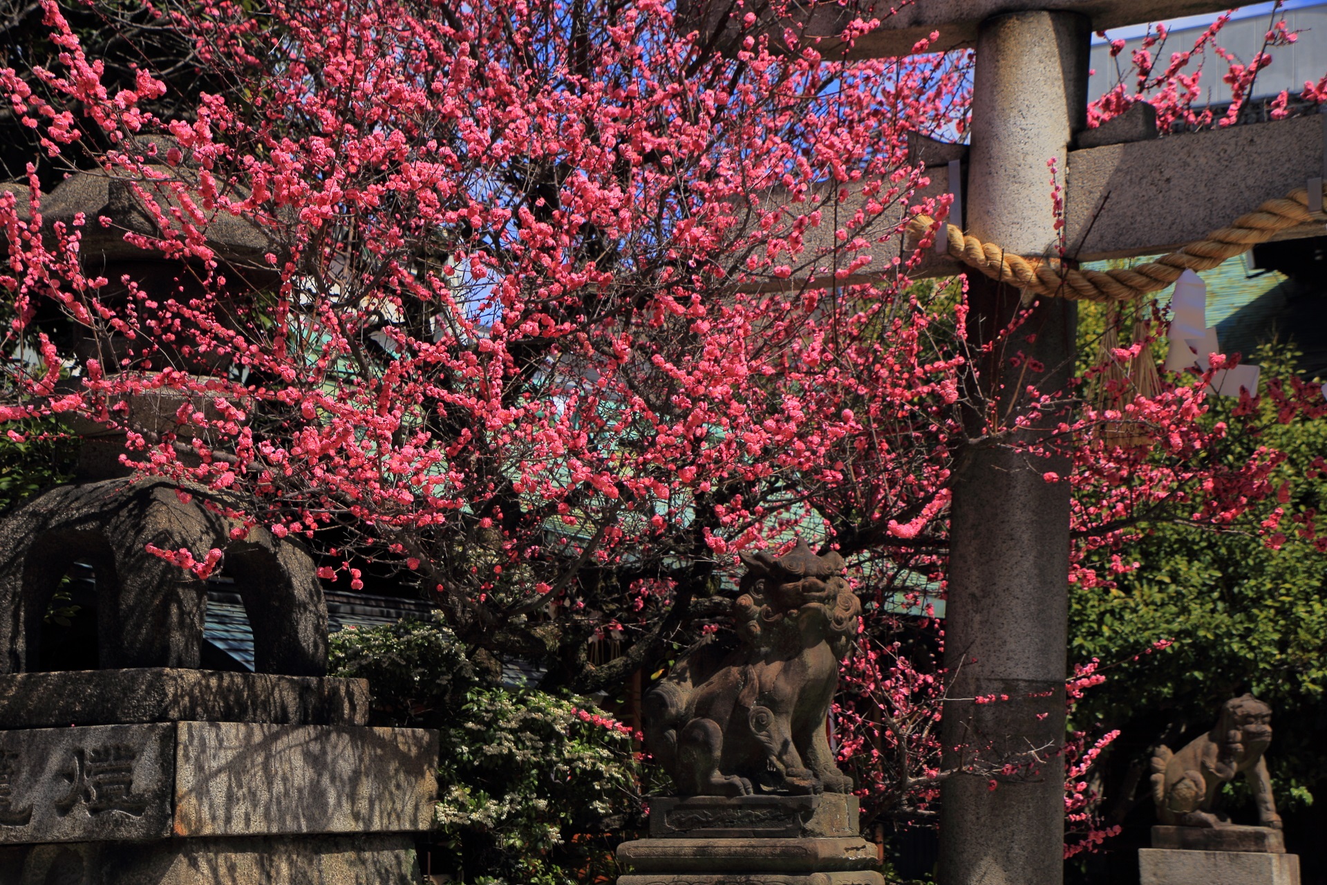 菅大臣神社の狛犬と紅梅