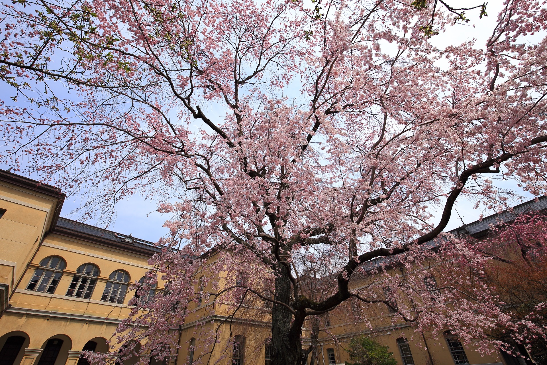 絵になるレトロな建物と桜の風景