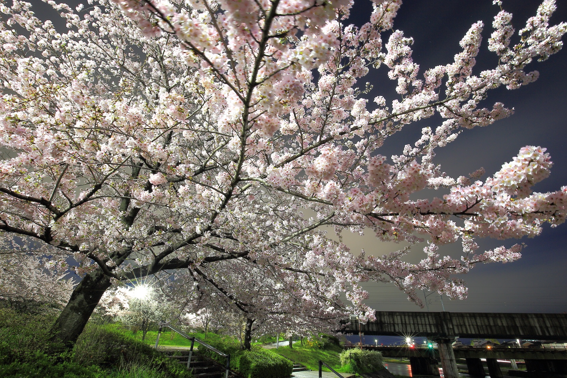 名もなき素晴らしい夜桜たち