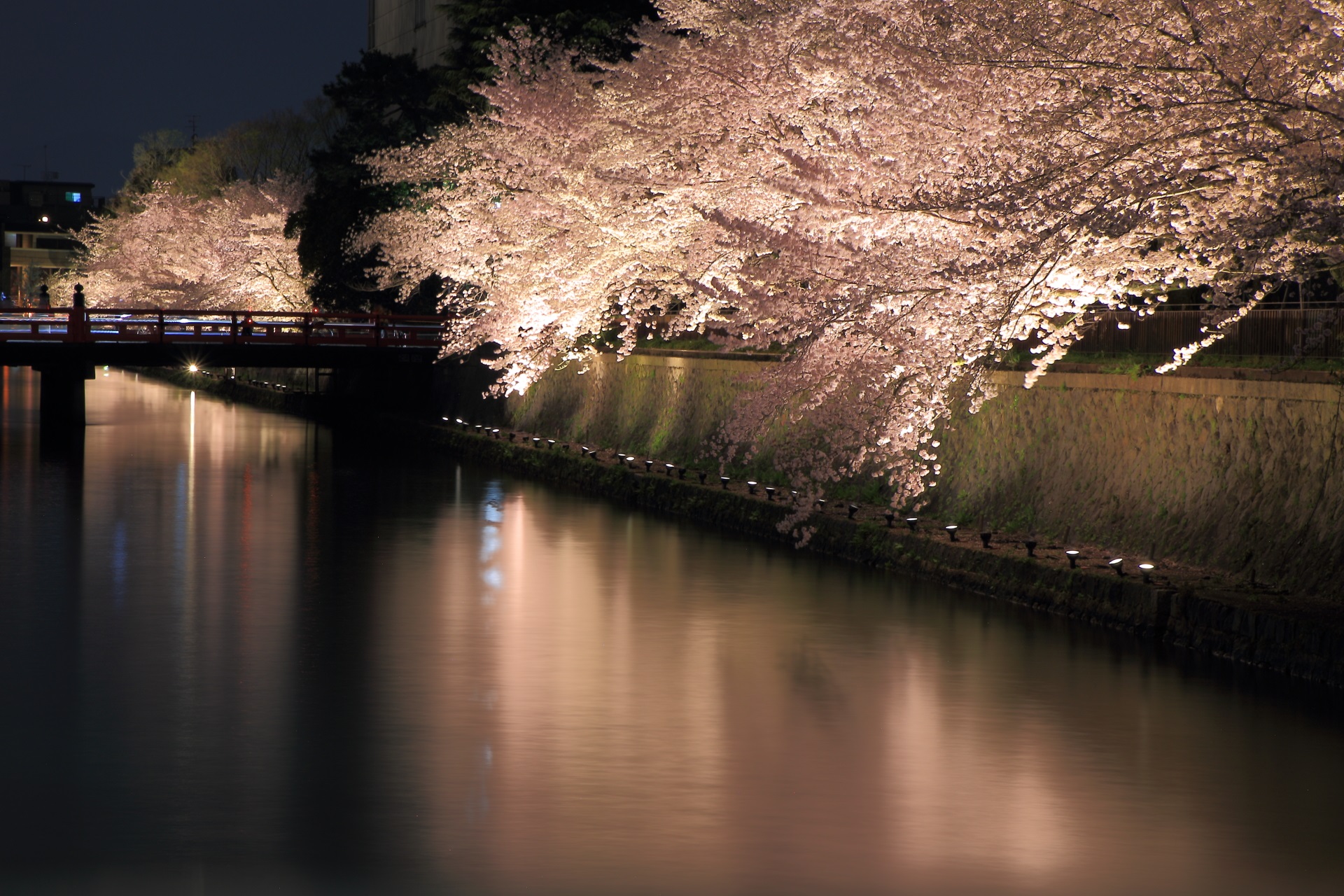 水面がほのかにピンクにそまる幻想的な水辺の夜桜
