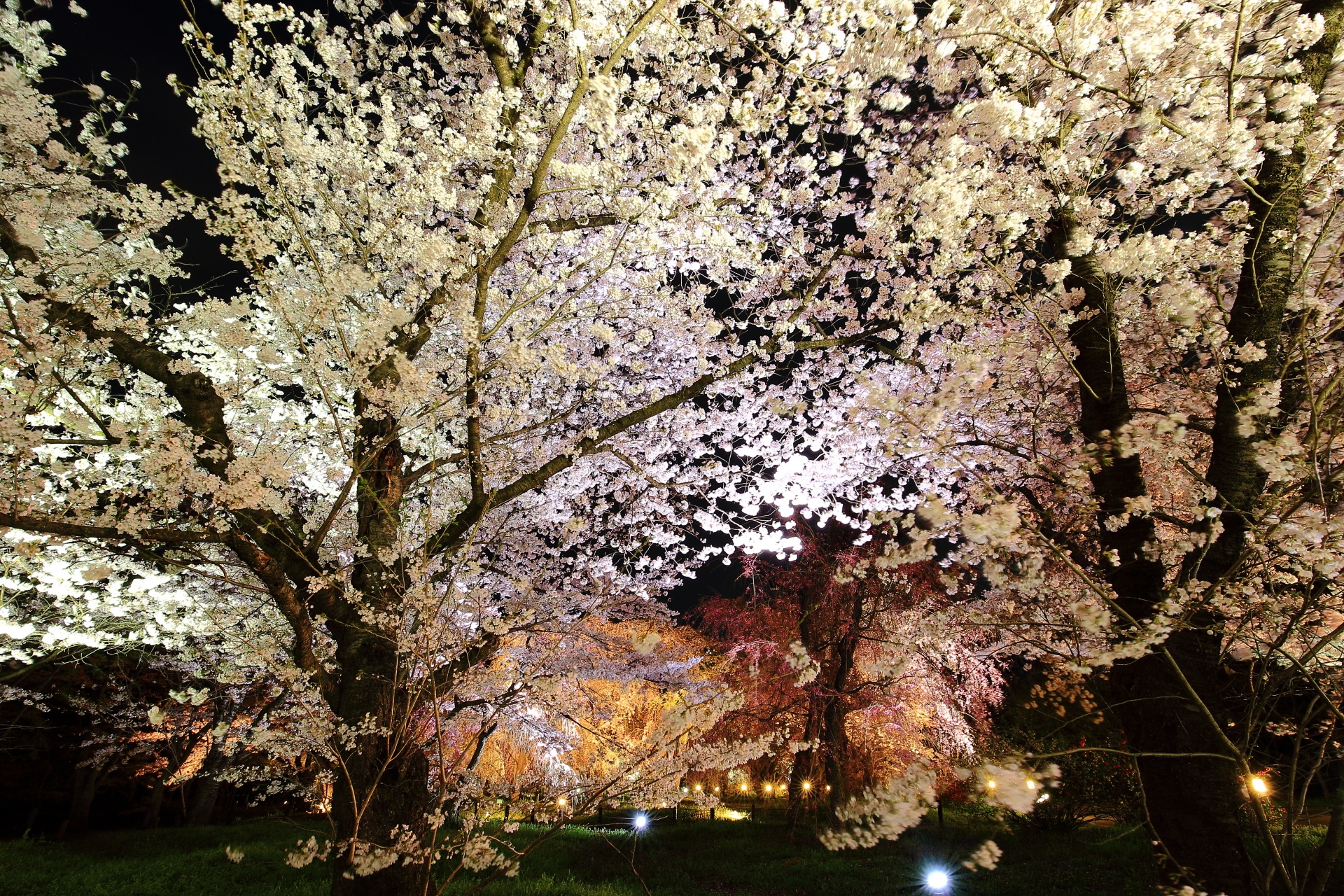 Kyoto Prefectural Botanical Garden cherryblossoms lightup