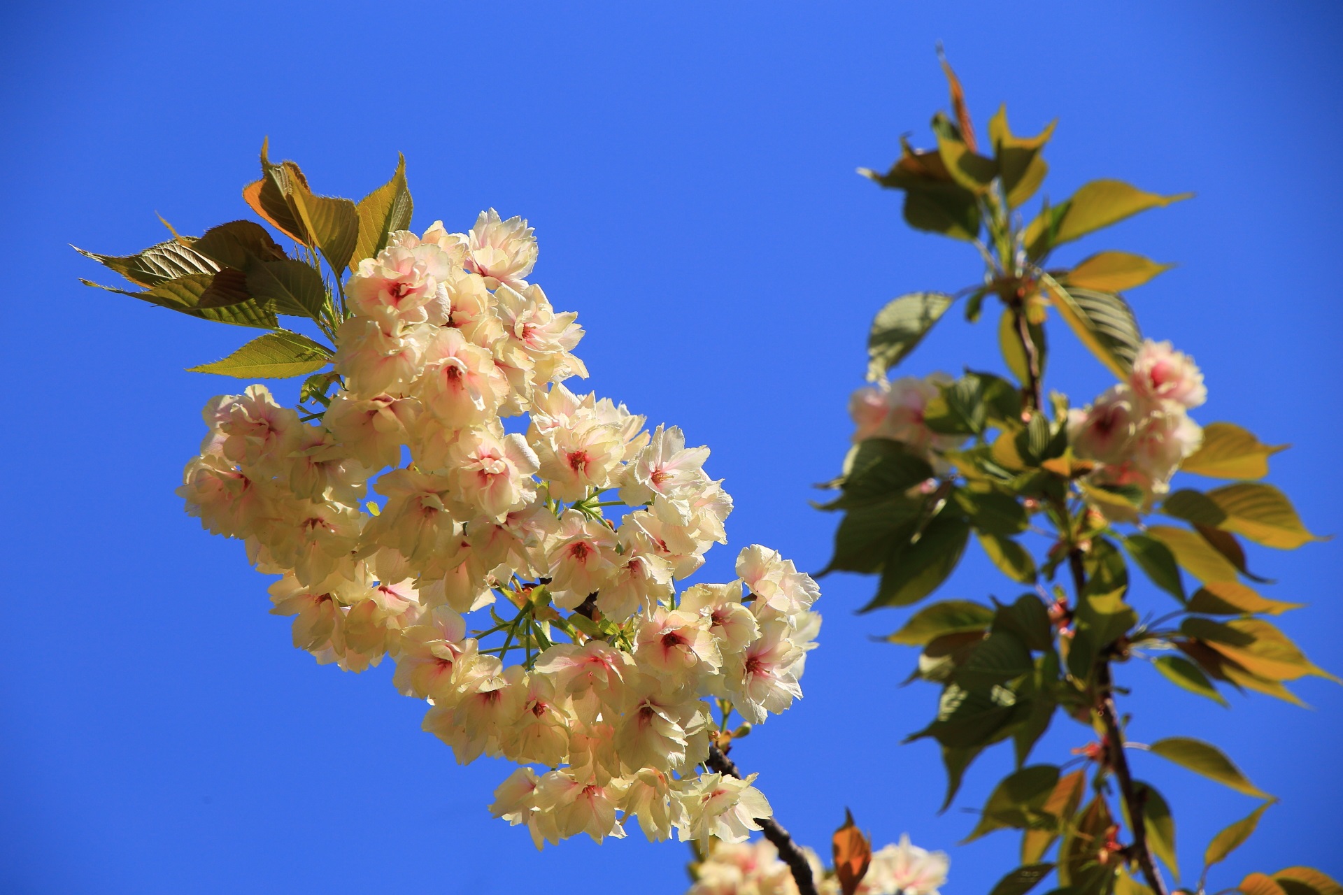 青空の下で独特の色合いで咲き誇る黄桜