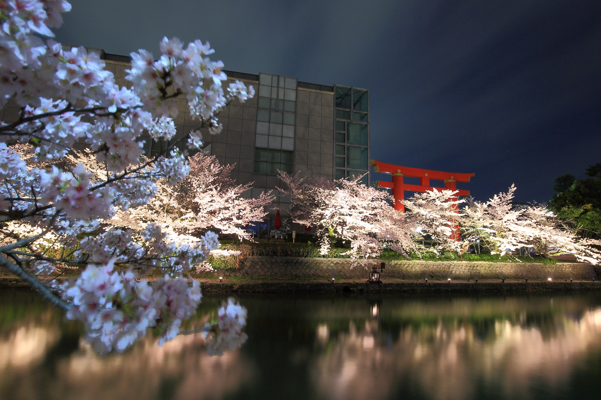 平安神宮の大鳥居前の豪快に咲き誇る夜桜