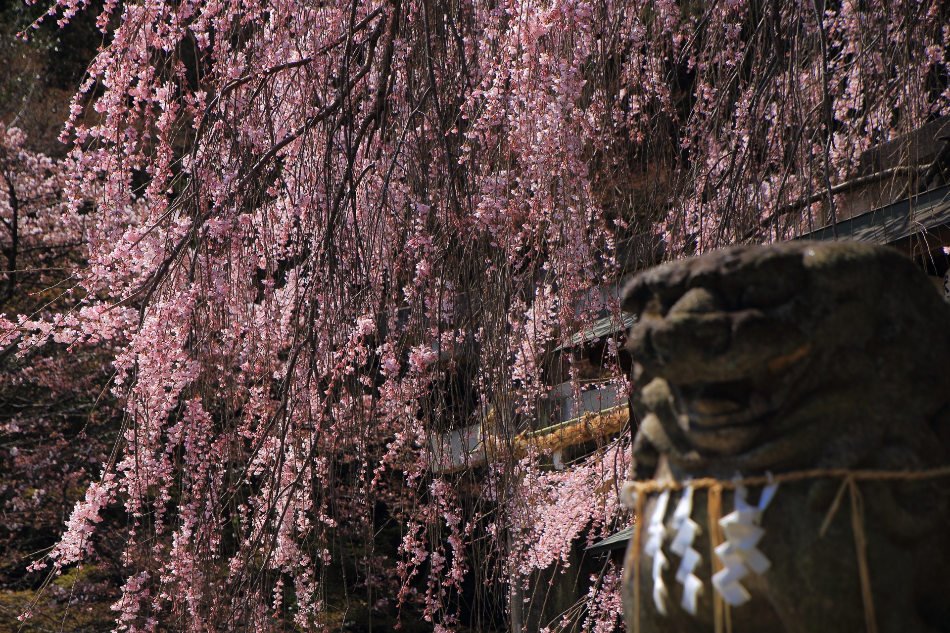 大石神社の狛犬と桜