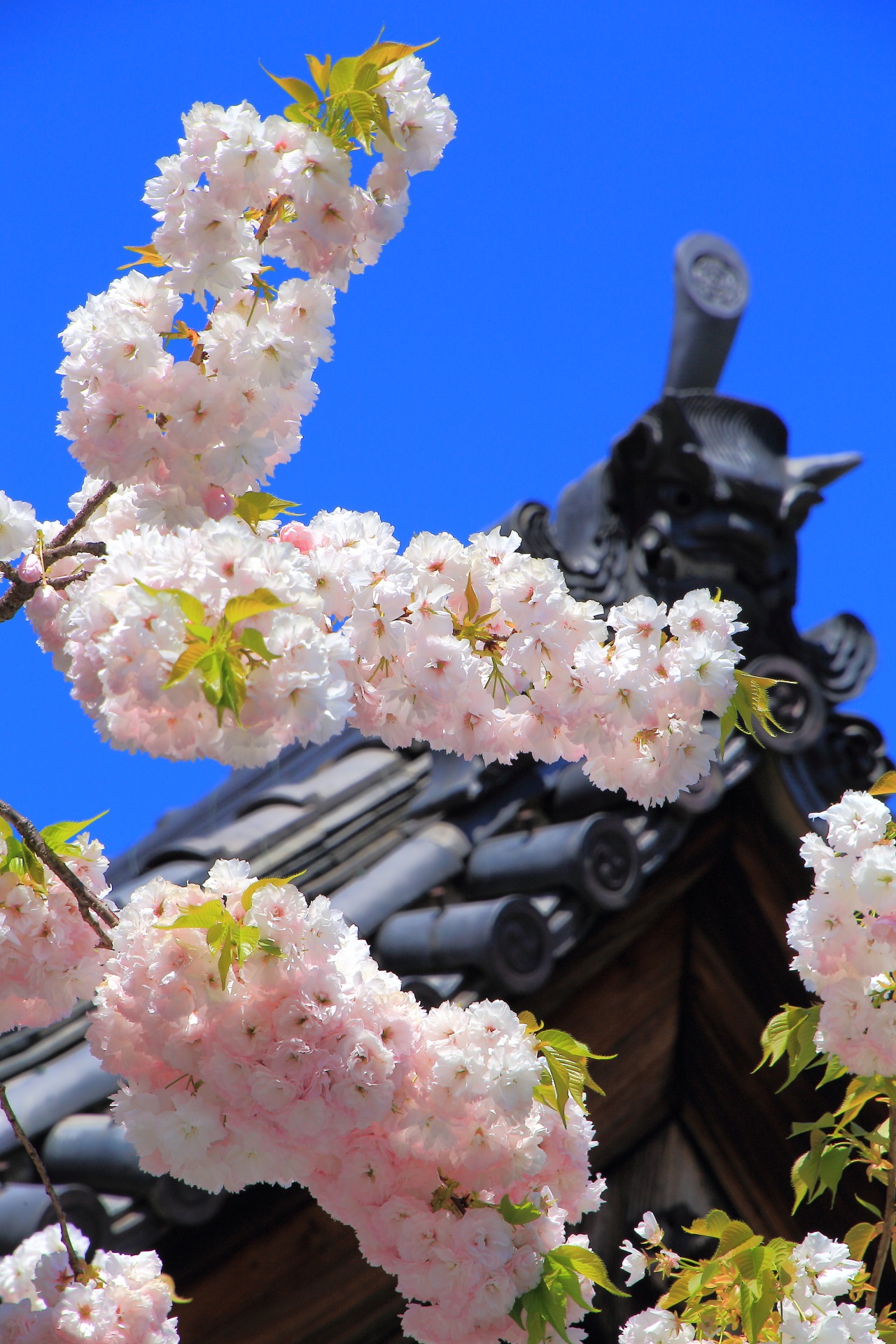 桜の名所の妙蓮寺に咲く遅咲きの八重桜