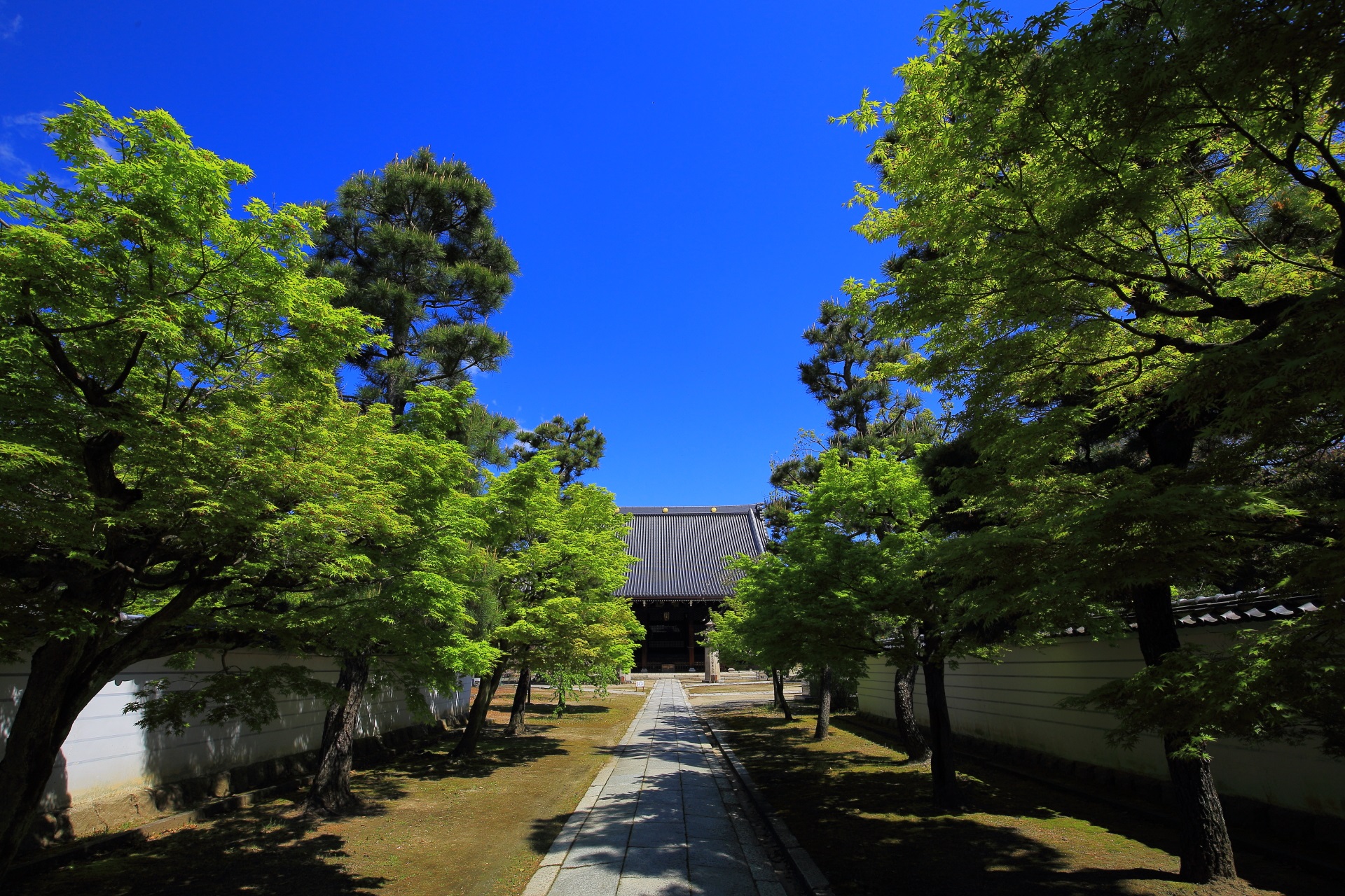 妙顕寺の鮮やかな新緑と青空