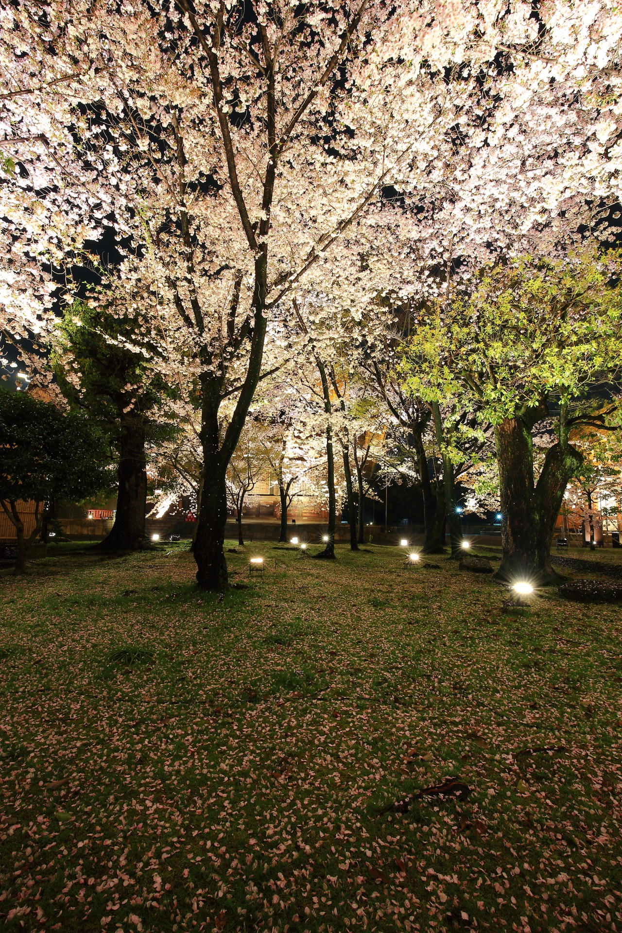 Kyoto Toji-Temple cherry trees at evening