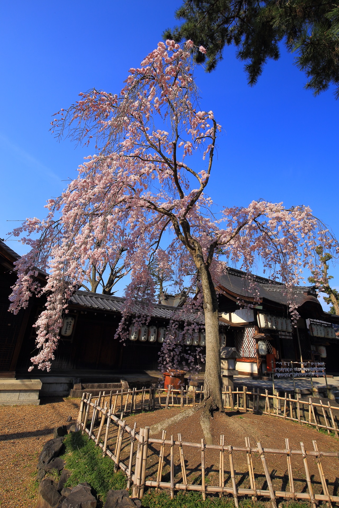 Kyoto uji Agata-jinja shrine cherry blossoms