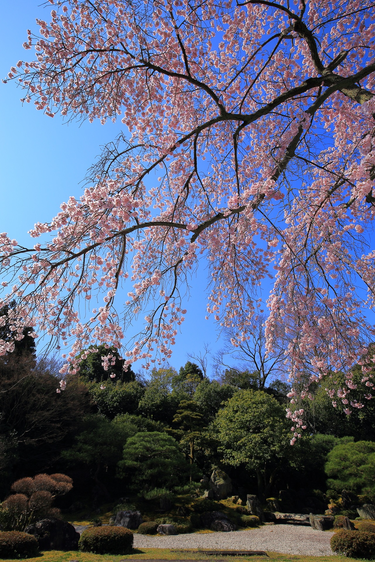 最高の青空に映えるピンクの桜