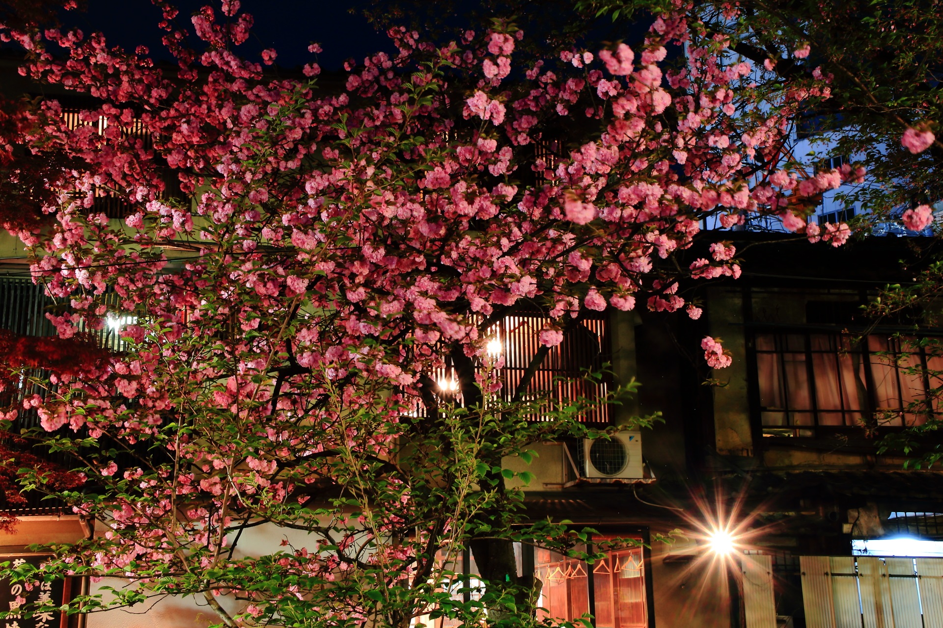建物が京都っぽく風情ある八重桜