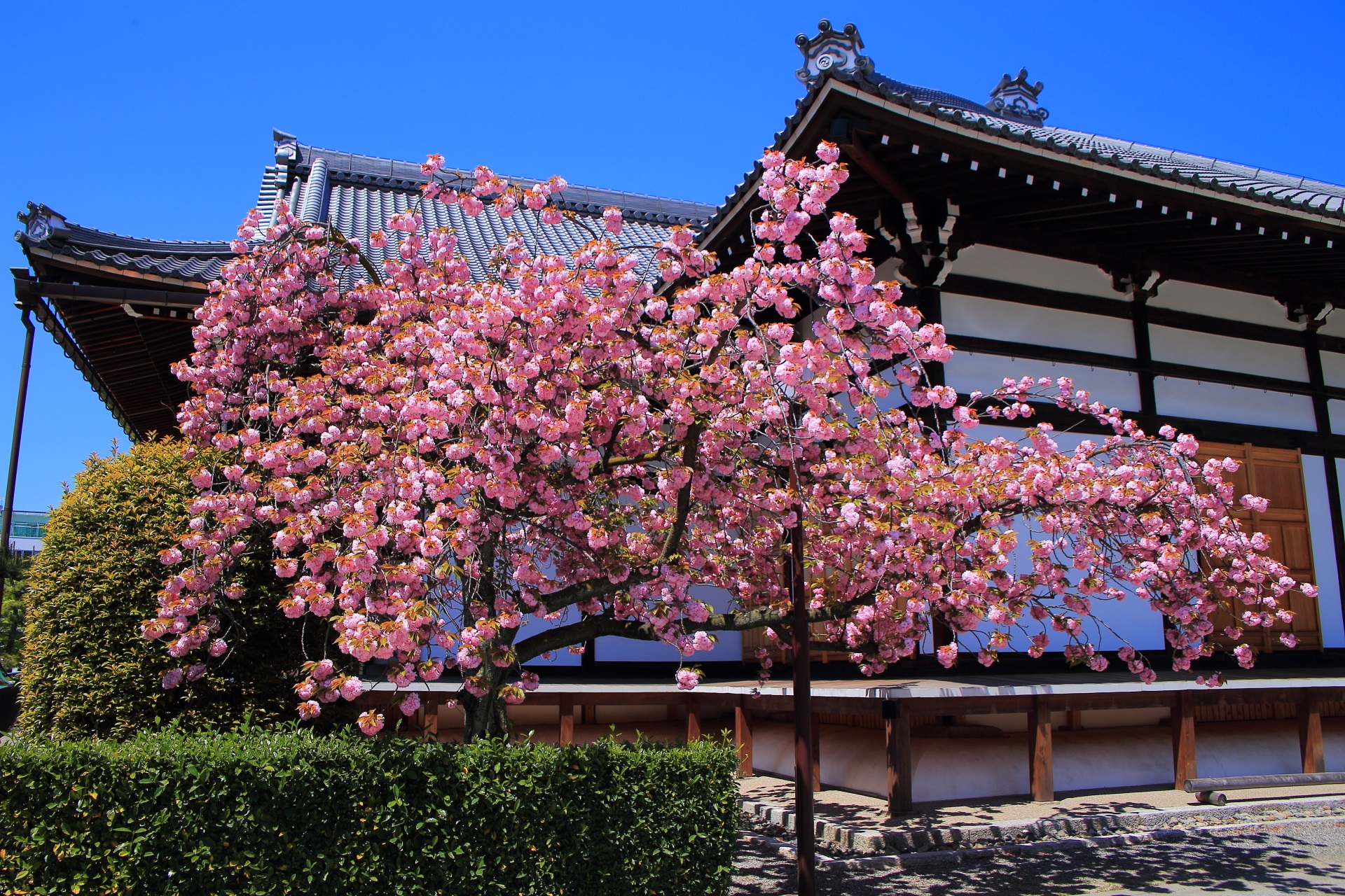 丸い大きな花をいっぱいにつけた八重桜