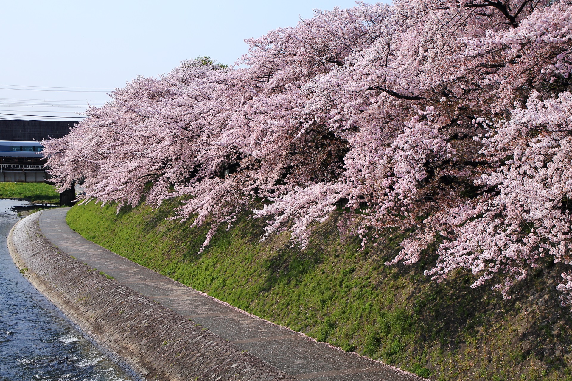 豪快に咲き誇る鴨川塩小路の桜