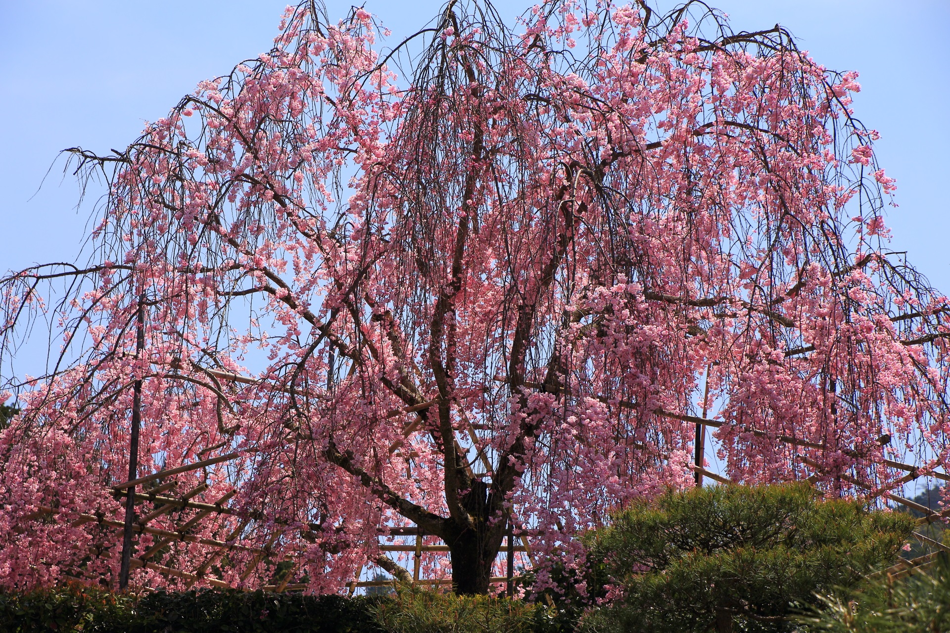 空を染める春色のしだれ桜