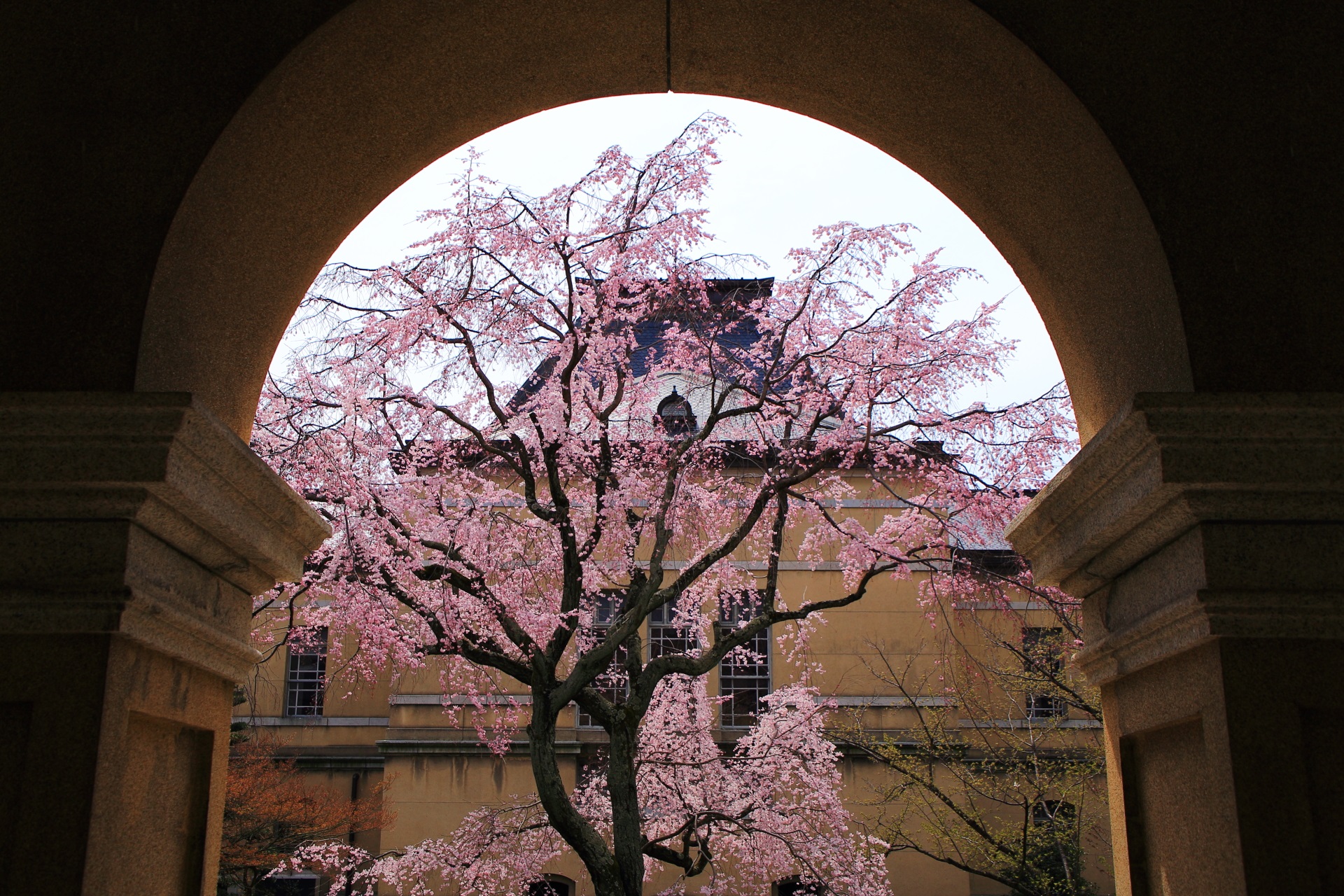レトロな建物をいれて色んな見方ができる桜