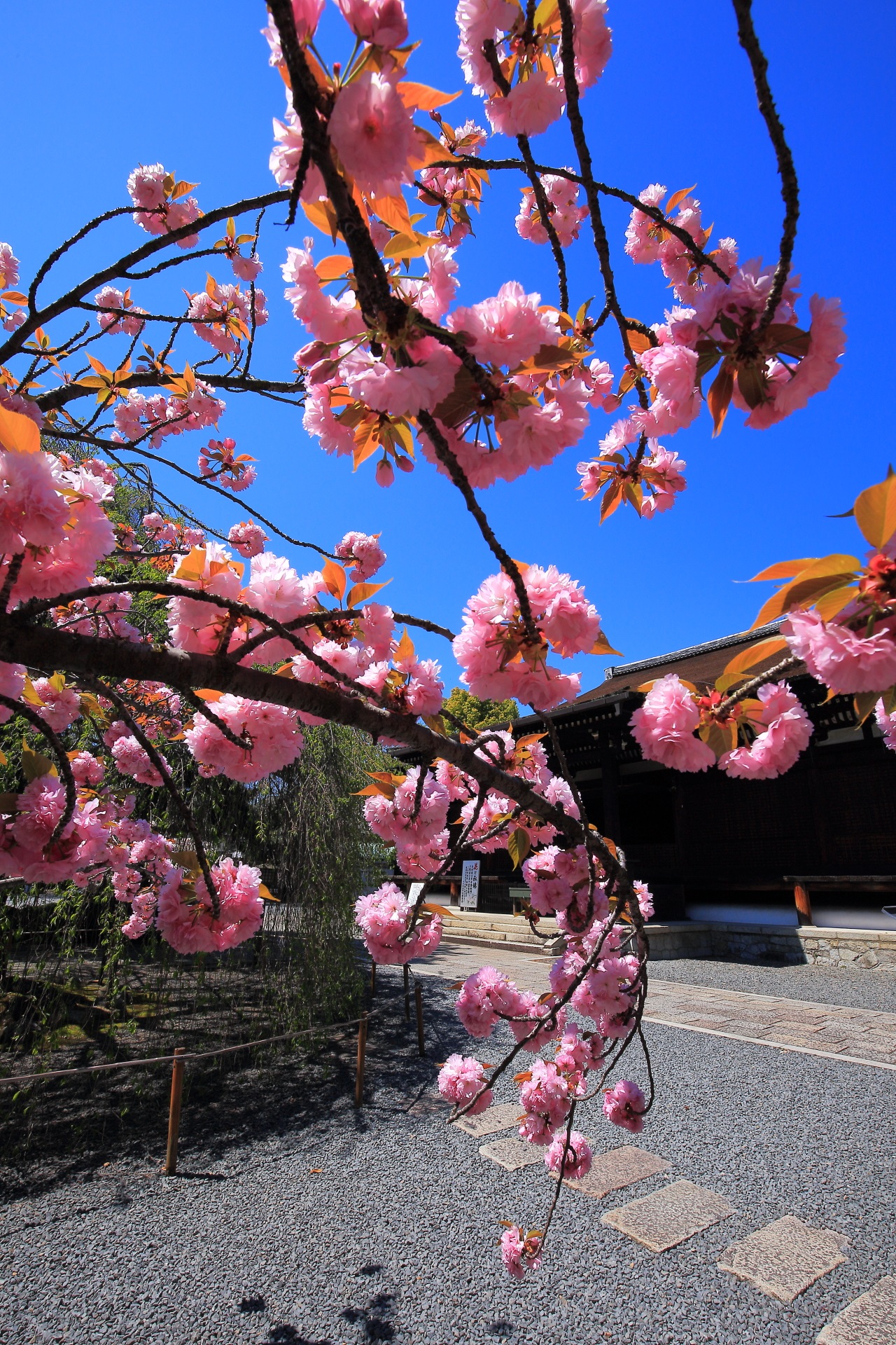 Kyoto Senbon-Syaka-do Temple double cherry blossoms