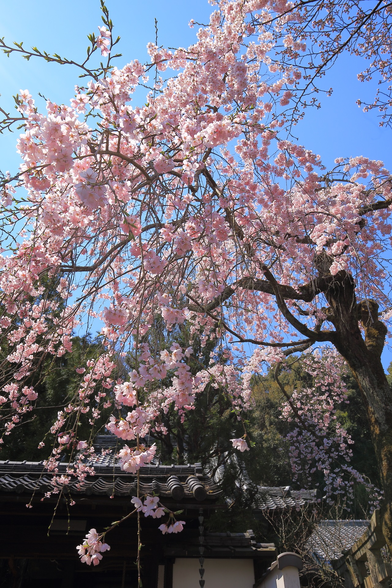 Kyoto Iwaya-ji Temple cherry blossoms
