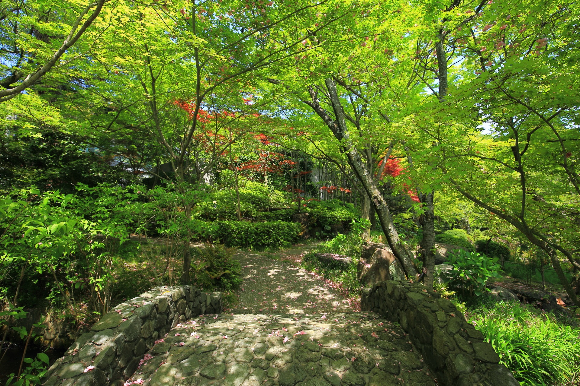 綺麗な新緑につつまれた大山崎山荘美術館
