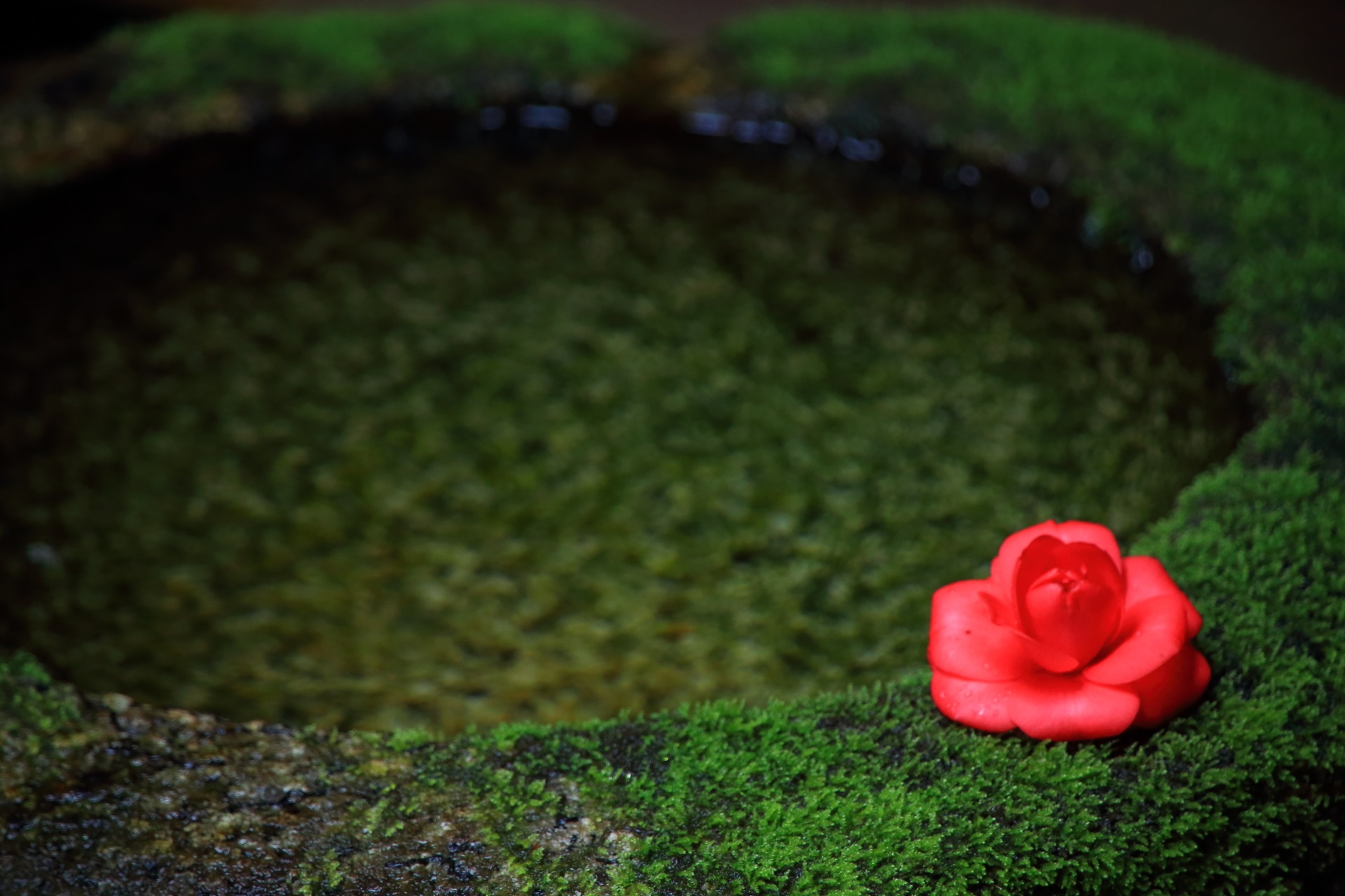法然院の苔の水鉢と鮮やかな椿
