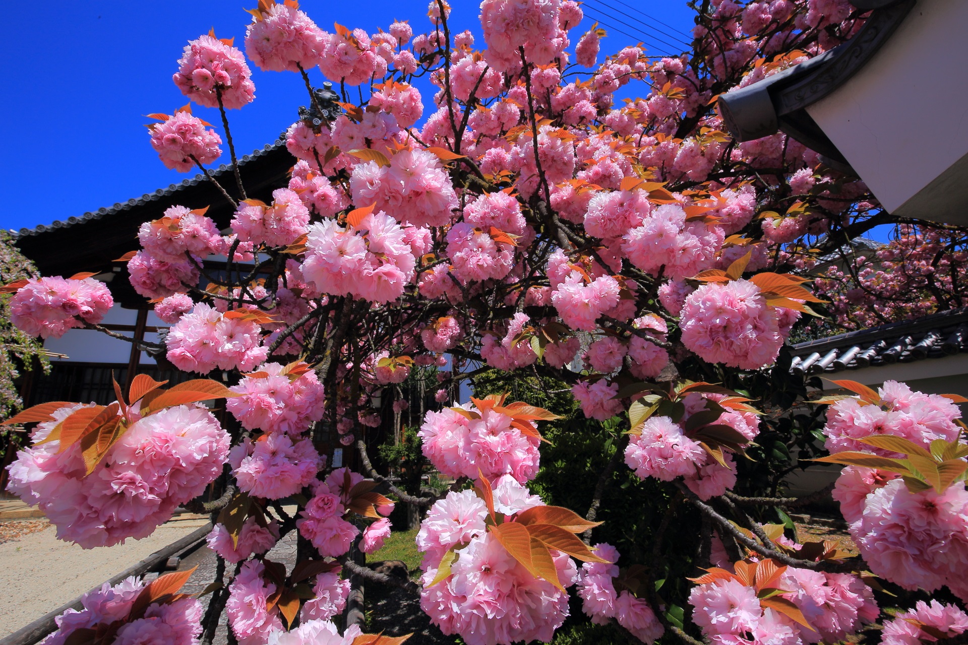 桜のボールが飛んできているような寺務所前の八重桜