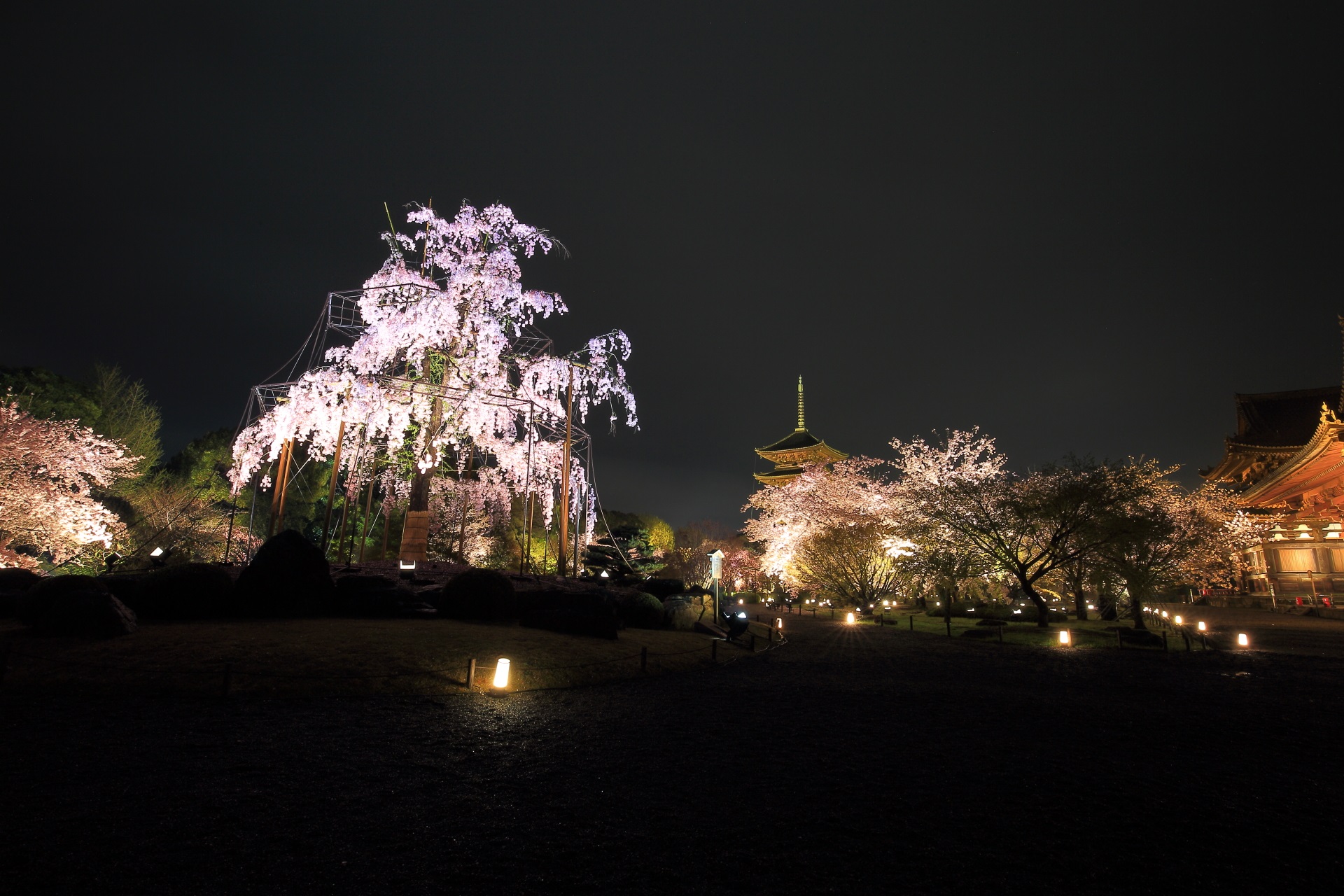 華やかな夜桜ライトアップにつつまれた東寺