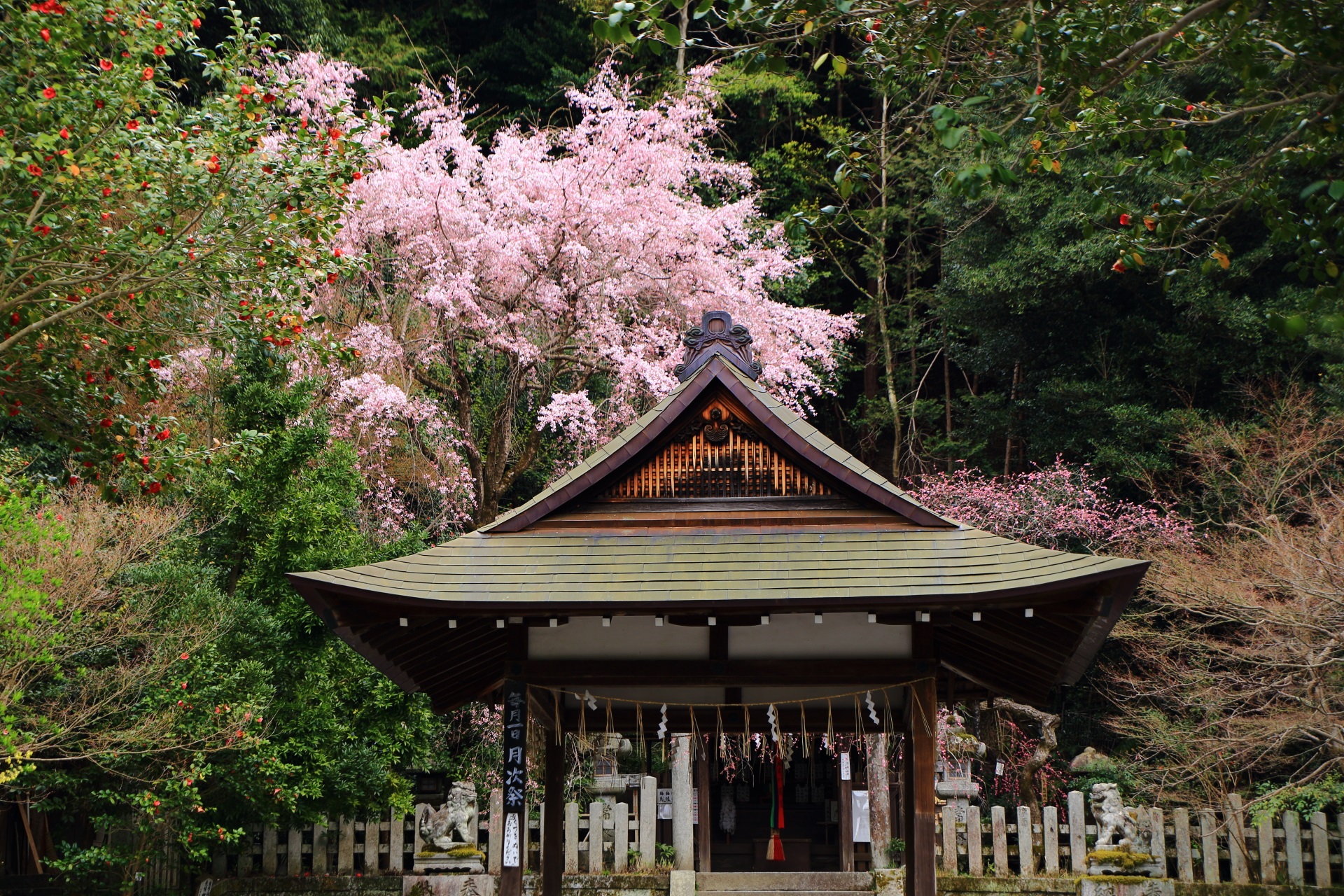 趣きが異なる大豊神社の拝殿越しのしだれ桜としだれ梅