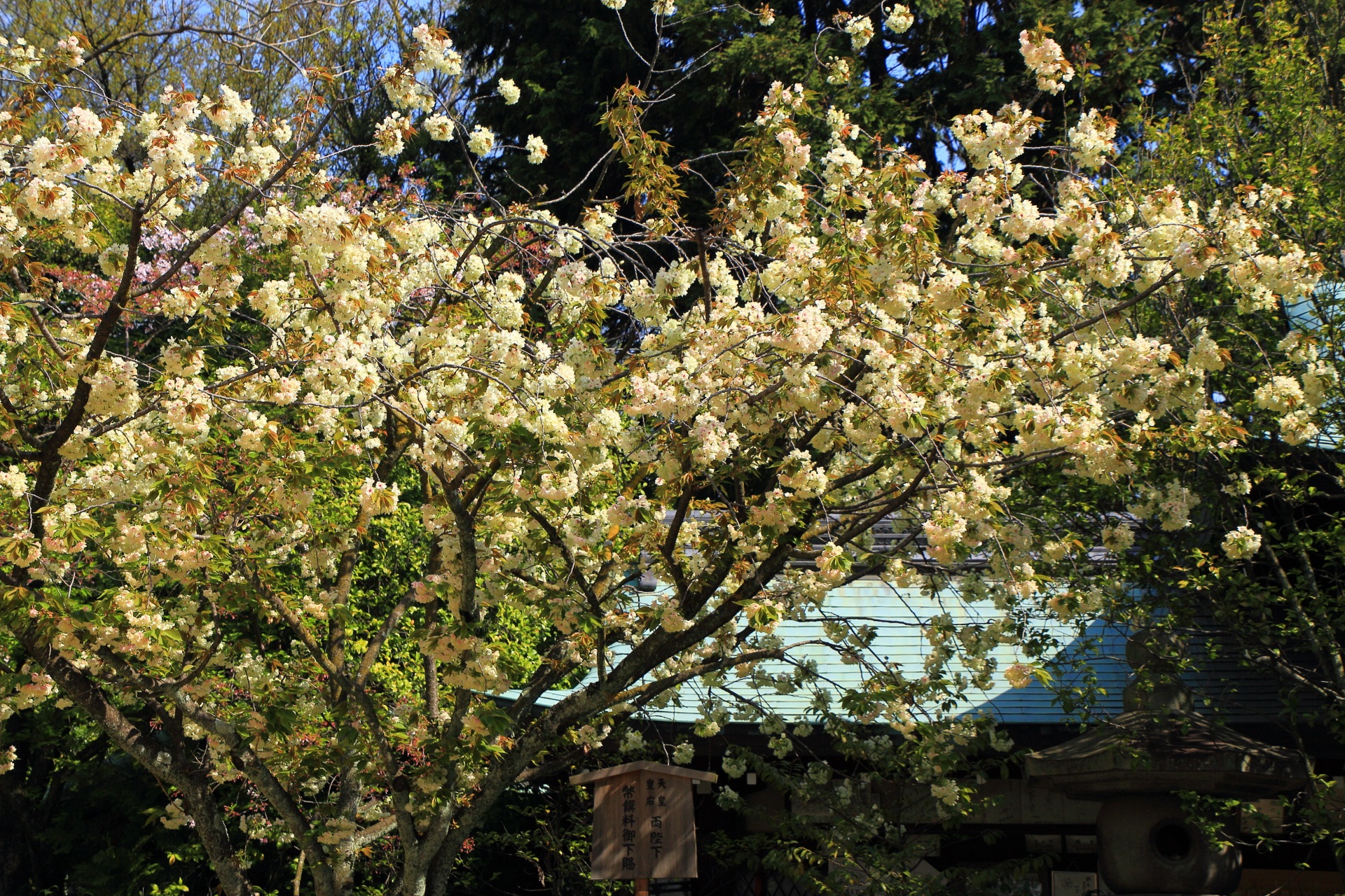 Kyoto Shiramine-jingu shrine yellow cherry tree